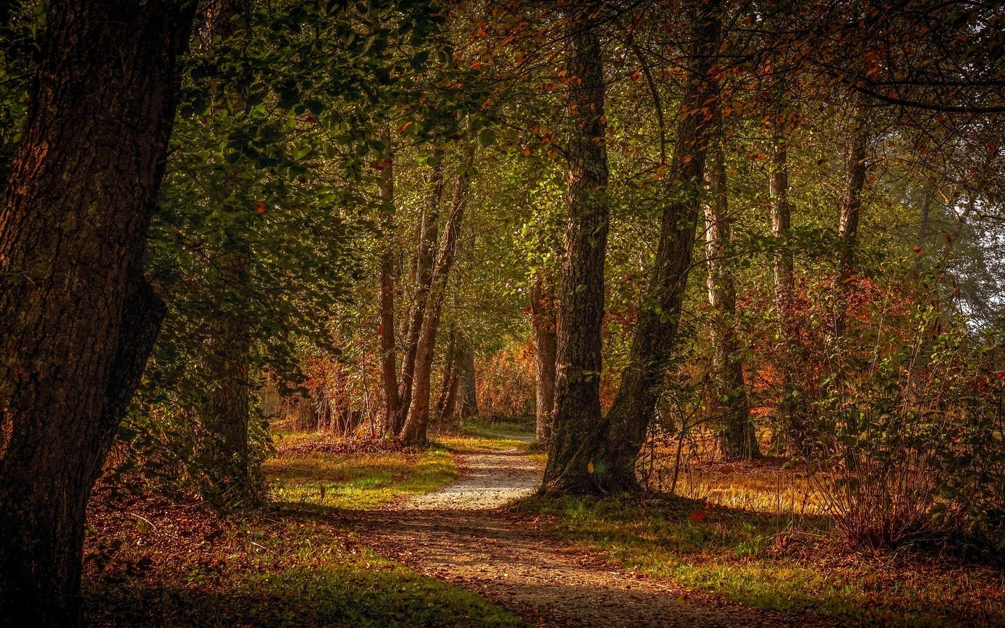 Обои деревья, лес, парк, листва, осень, тропинка, trees, forest, park, foliage, autumn, path разрешение 3840x2160 Загрузить