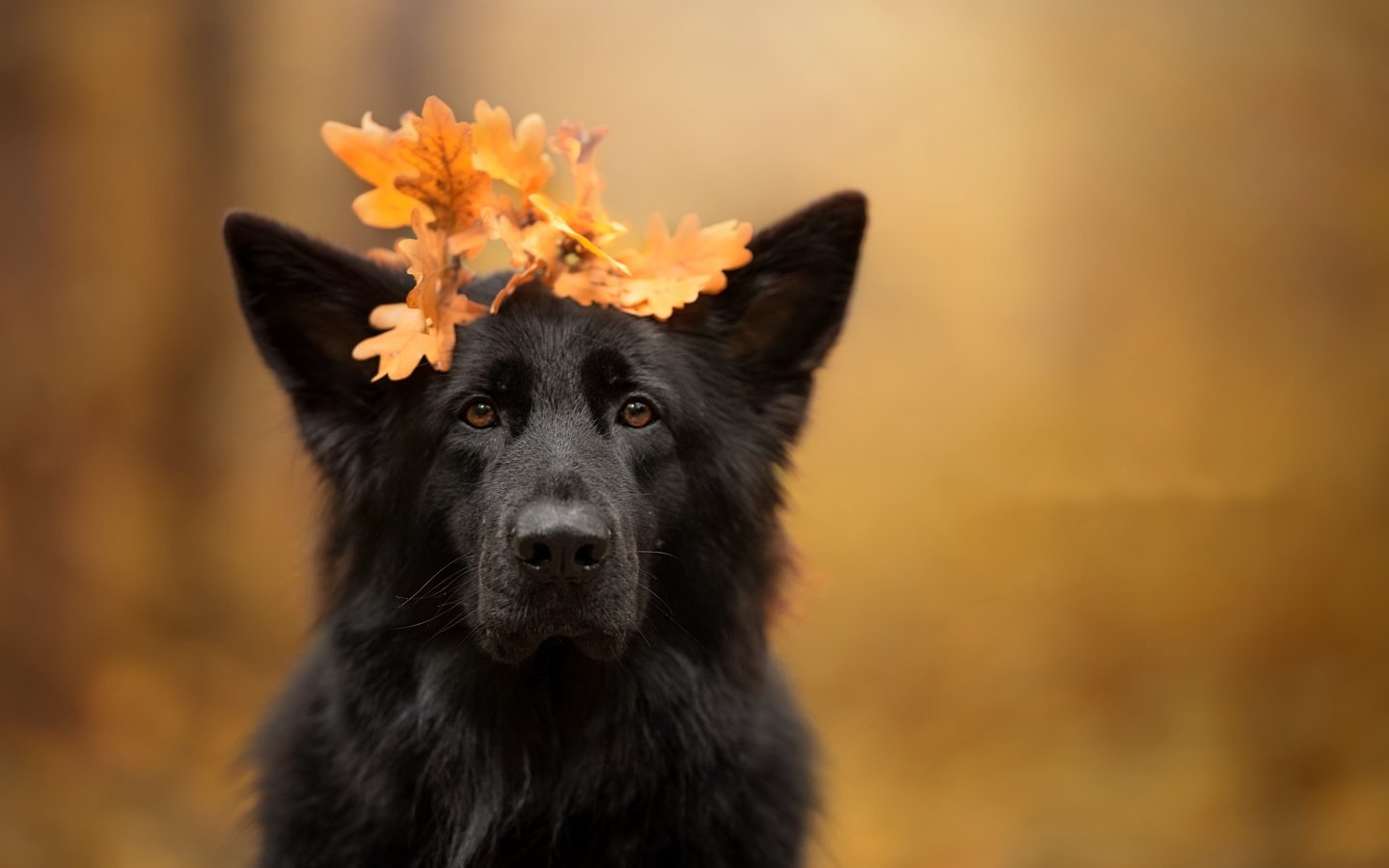 Обои листья, осень, собака, leaves, autumn, dog разрешение 2048x1367 Загрузить