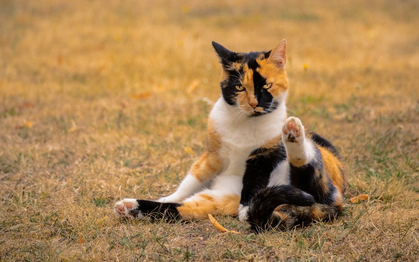 Обои морда, трава, лапы, кошка, взгляд, желтые глаза, пятнистая, face, grass, paws, cat, look, yellow eyes, spotted разрешение 3840x2160 Загрузить