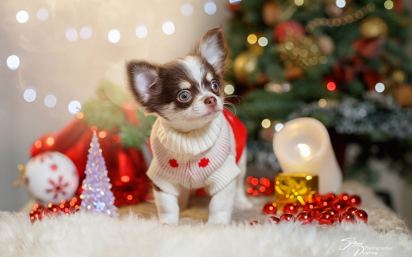 Обои новый год, песик, чихуа-хуа, собачонка, new year, doggie, chihuahua, dog разрешение 2560x1706 Загрузить