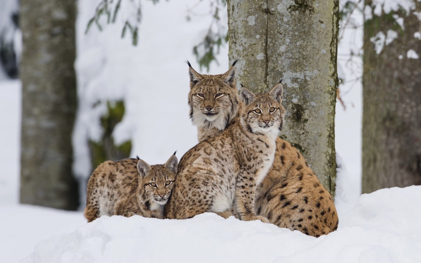 Обои деревья, снег, зима, рысь, взгляд, семья, рыси, рысёнок, trees, snow, winter, lynx, look, family, a small lynx разрешение 2000x1335 Загрузить