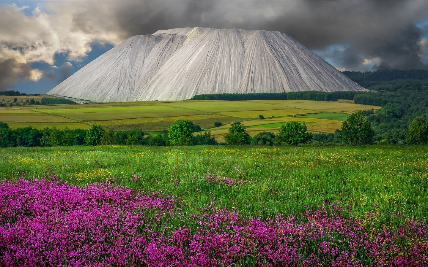 Обои цветы, горы, поле, гора, flowers, mountains, field, mountain разрешение 3840x2160 Загрузить