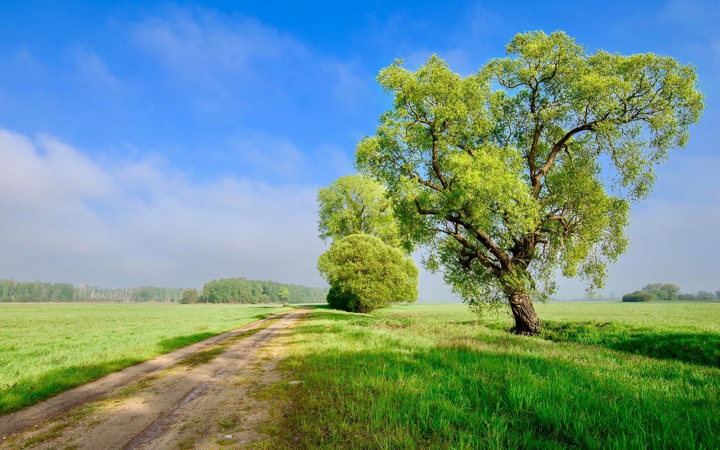 Обои небо, дорога, облака, дерево, поле, the sky, road, clouds, tree, field разрешение 3840x2160 Загрузить