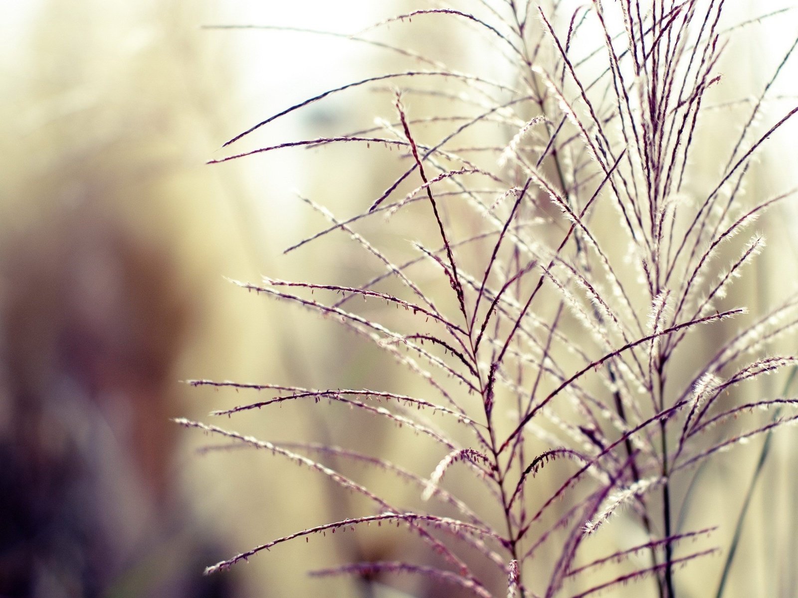 Обои трава, растения, фон, ветки, размытость, колоски, grass, plants, background, branches, blur, spikelets разрешение 1920x1440 Загрузить