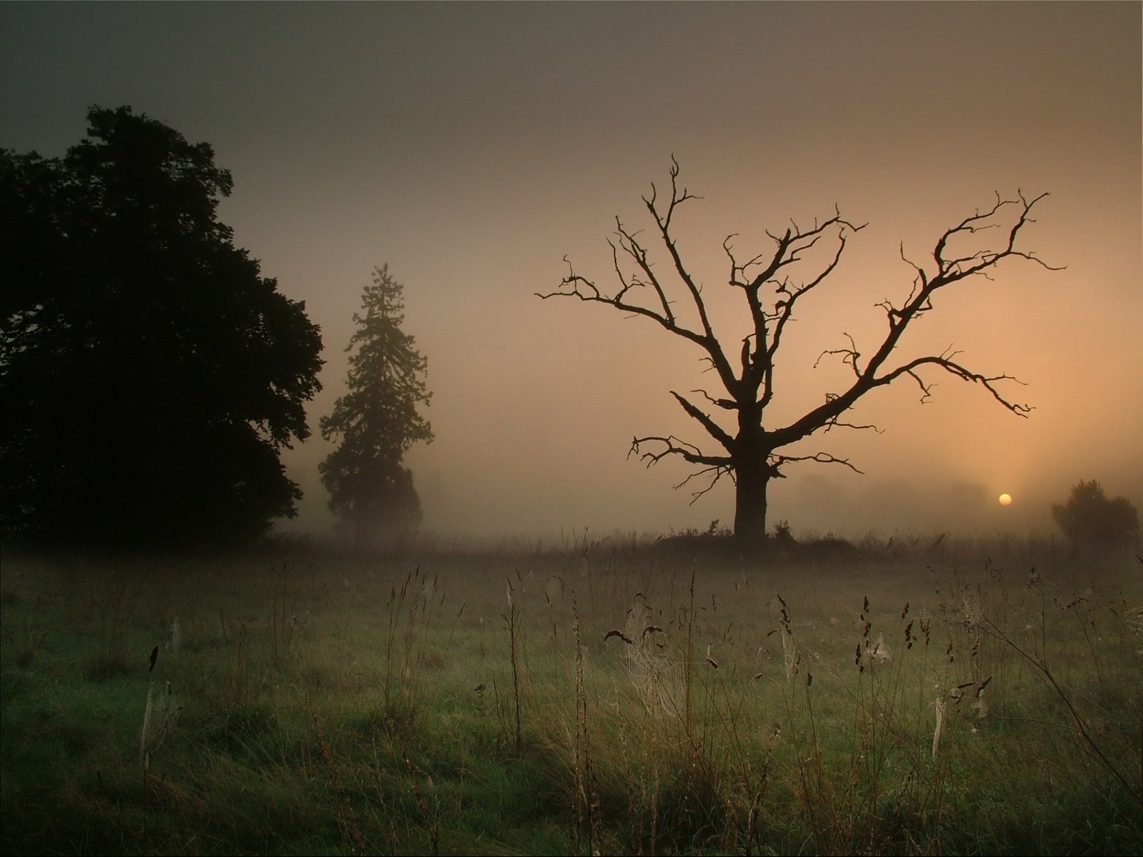 Обои дерево, туман, паутина, tree, fog, web разрешение 1920x1440 Загрузить