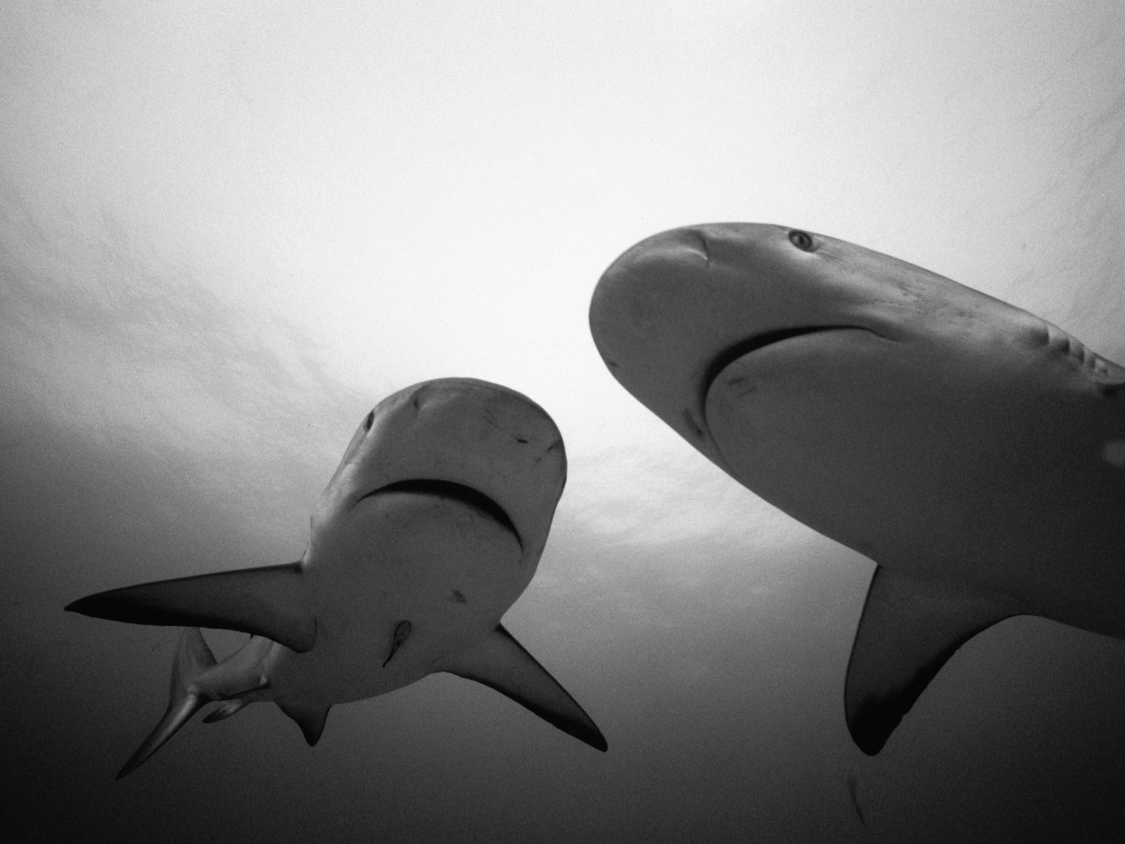 Обои чёрно-белое, белая, акула, подводный мир, hq, черно- белый, black and white, white, shark, underwater world разрешение 3442x2278 Загрузить