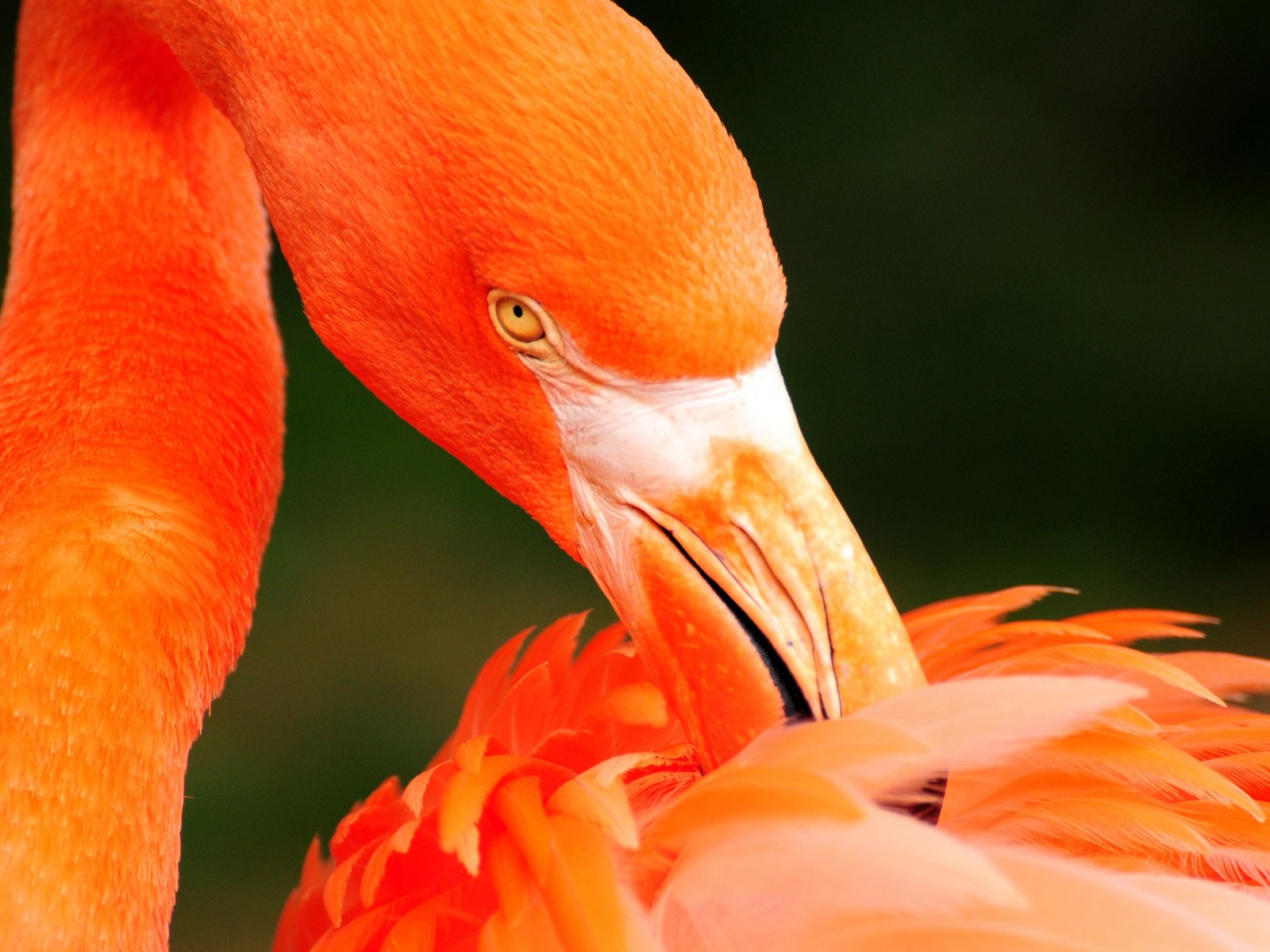 Обои фламинго, птица, перья, flamingo, bird, feathers разрешение 2560x1600 Загрузить