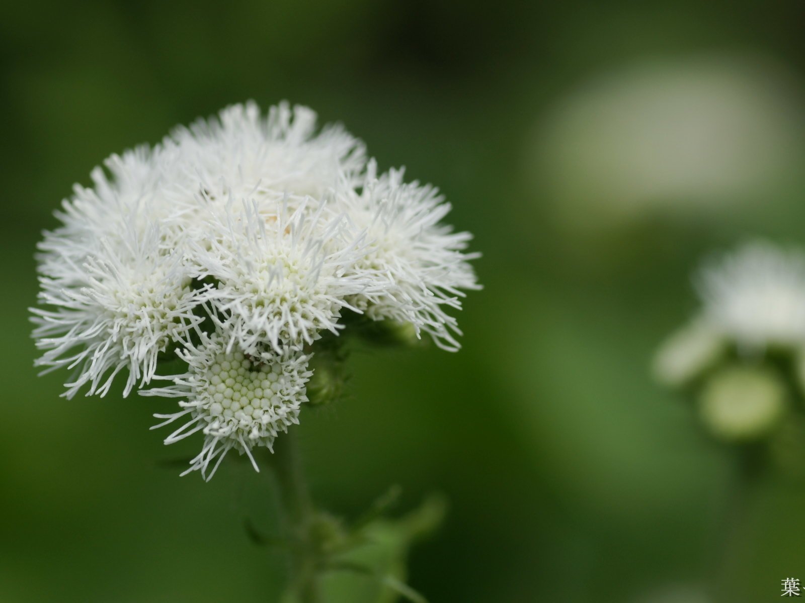 Обои цветы, размытость, белые, агератум, flowers, blur, white, ageratum разрешение 1920x1200 Загрузить