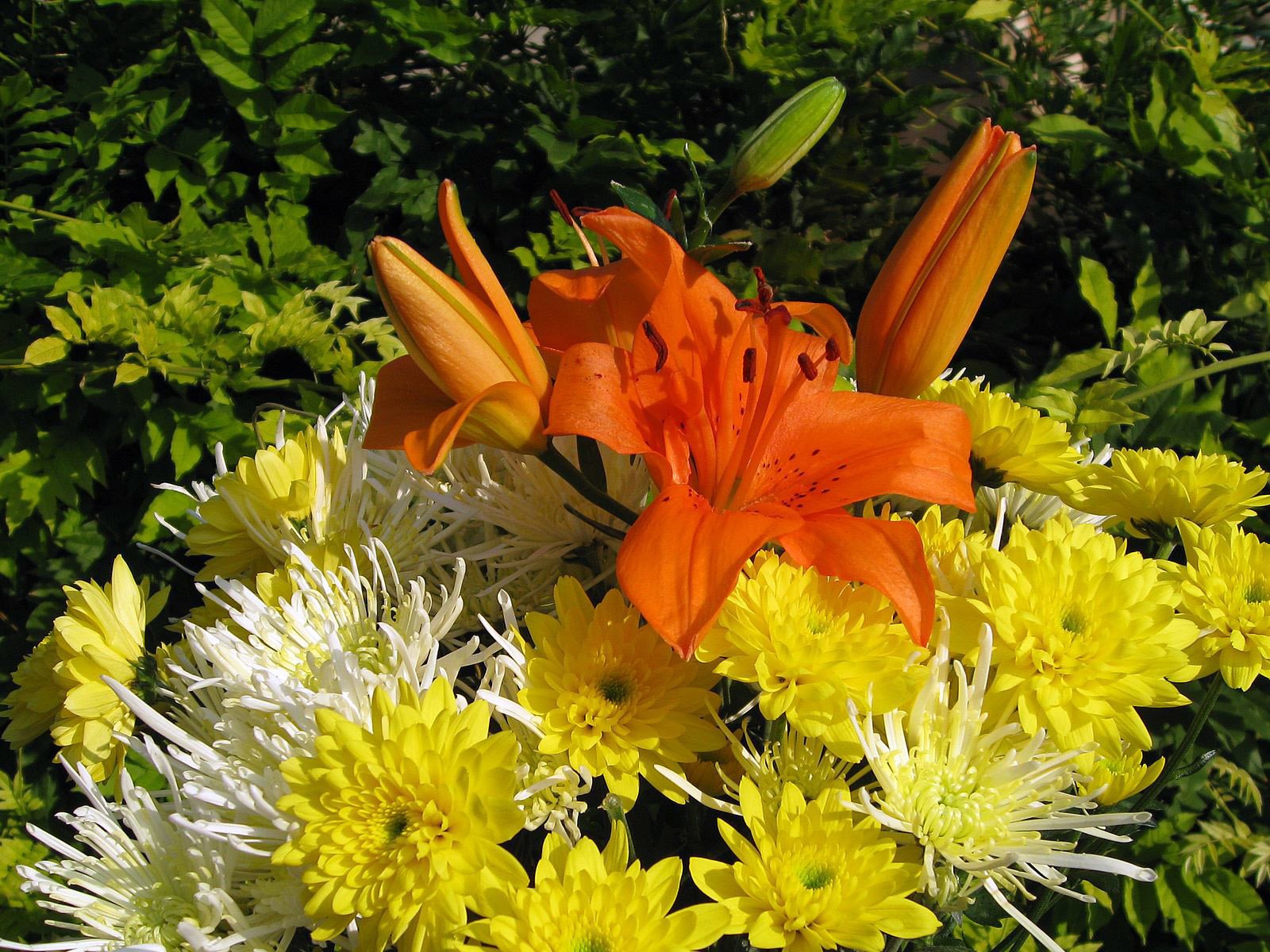 Обои букет, хризантема, bouquet, chrysanthemum разрешение 1920x1200 Загрузить