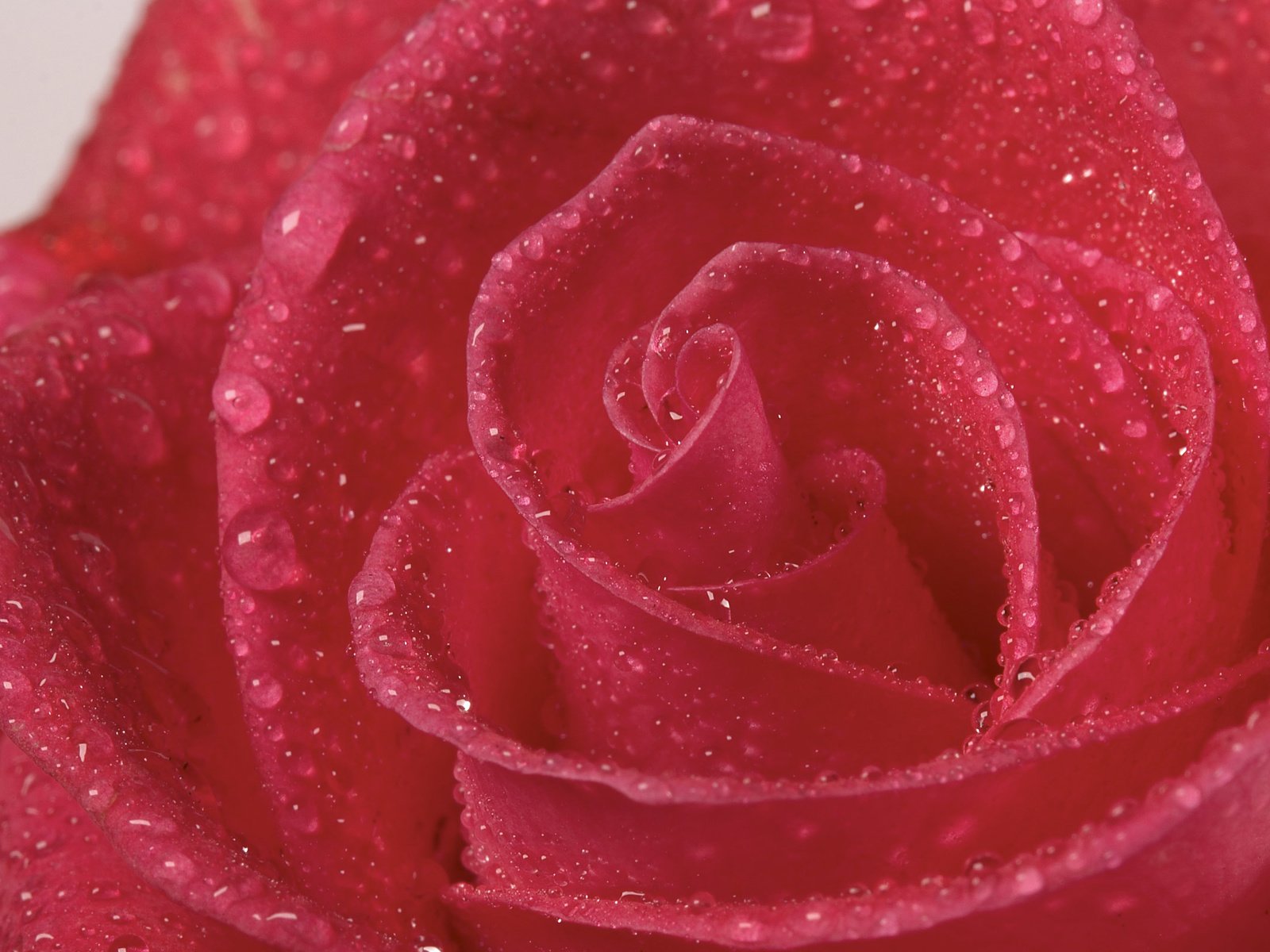 Обои цветок, роса, капли, роза, лепестки, крупным планом, flower, rosa, drops, rose, petals, closeup разрешение 2560x1600 Загрузить