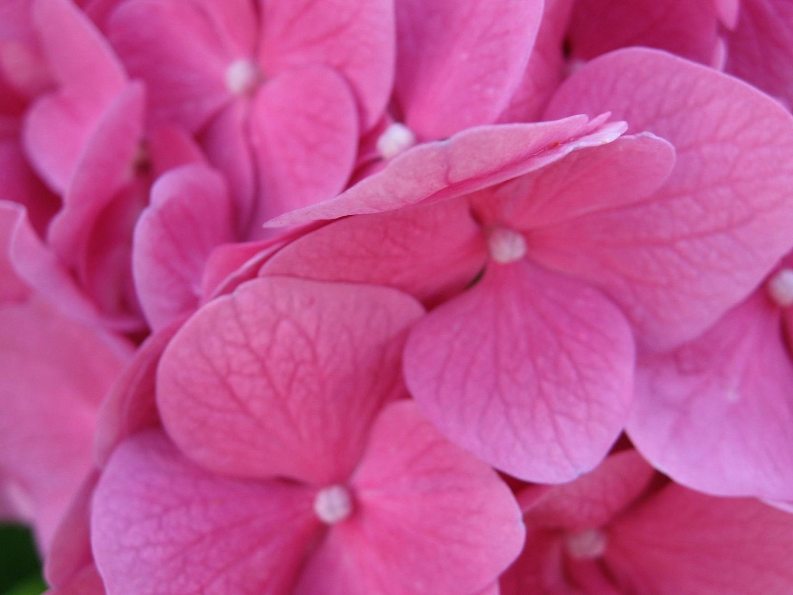 Обои цветы, макро, гортензия, flowers, macro, hydrangea разрешение 2048x1280 Загрузить