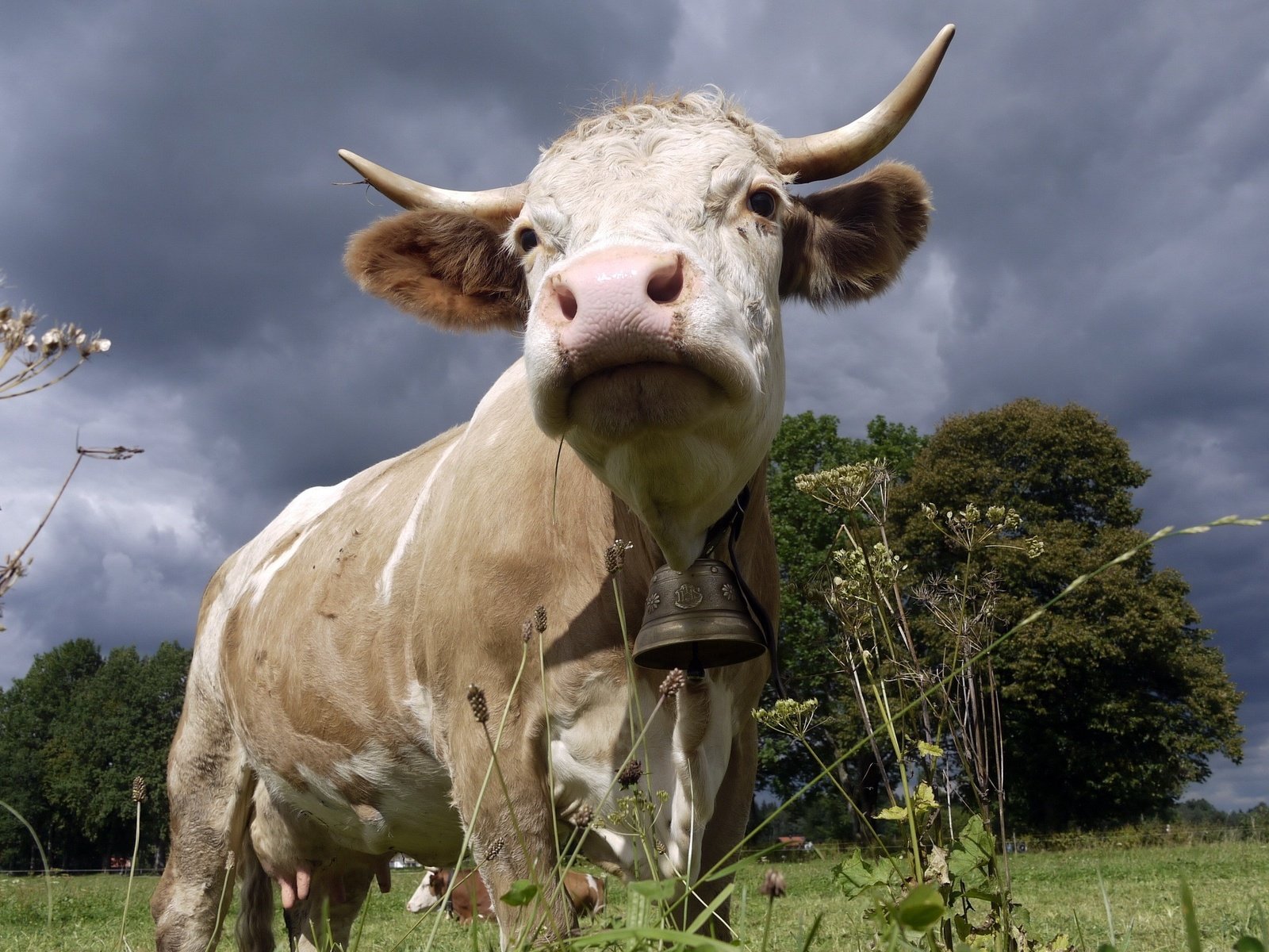 Обои природа, рога, корова, колокольчик, буренка, nature, horns, cow, bell, bessie разрешение 2560x1600 Загрузить