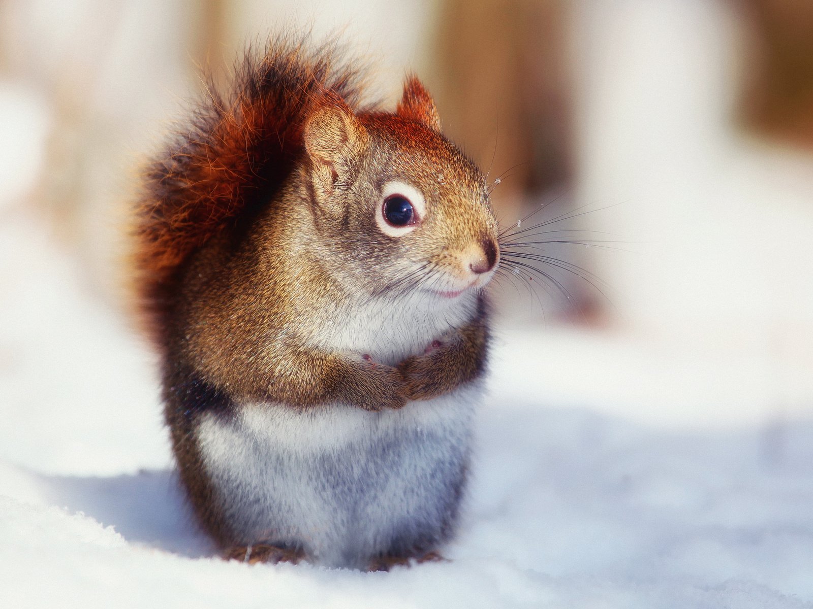 Обои снег, шубка, природа, зима, животное, белка, мех, лапки, белочка, snow, coat, nature, winter, animal, protein, fur, legs, squirrel разрешение 2048x1715 Загрузить