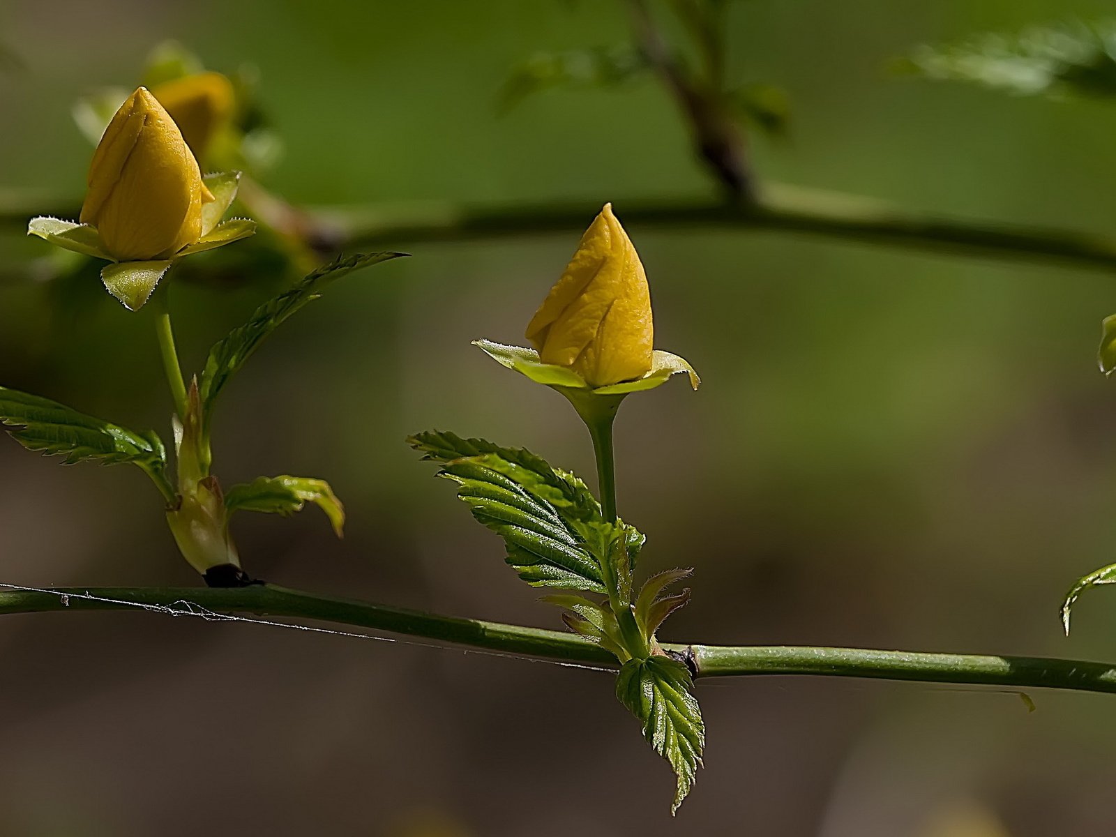 Обои цветы, ветка, бутоны, лето, flowers, branch, buds, summer разрешение 2560x1440 Загрузить