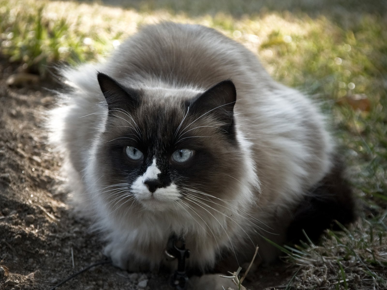 Обои глаза, трава, кот, кошка, взгляд, пушистый, голубые, eyes, grass, cat, look, fluffy, blue разрешение 2560x1600 Загрузить