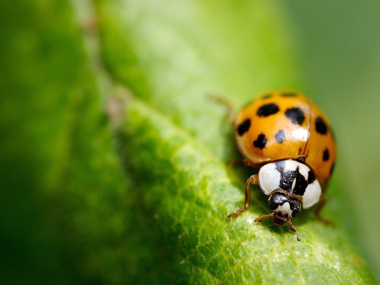 Обои зелень, макро, лист, насекомые, божья коровка, greens, macro, sheet, insects, ladybug разрешение 2560x1560 Загрузить