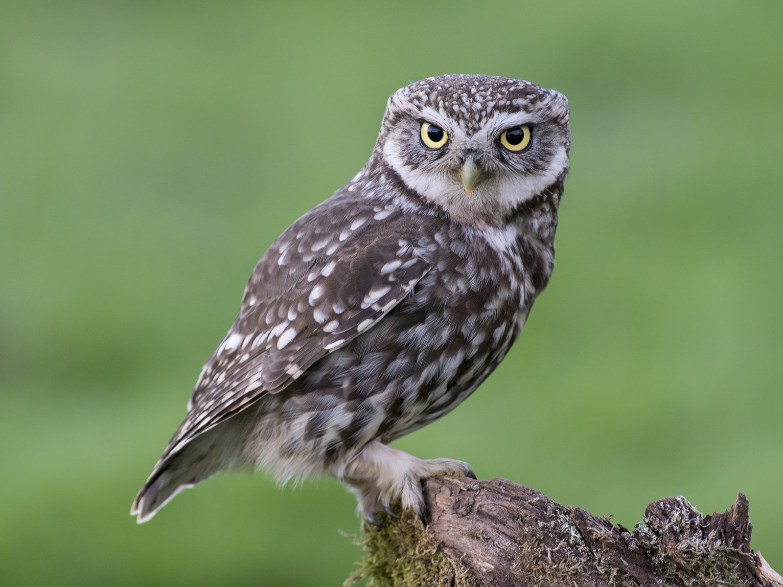 Обои сова, смотрит, сидит, птица, мох, пенек, owl, looks, sitting, bird, moss, stump разрешение 2048x1335 Загрузить