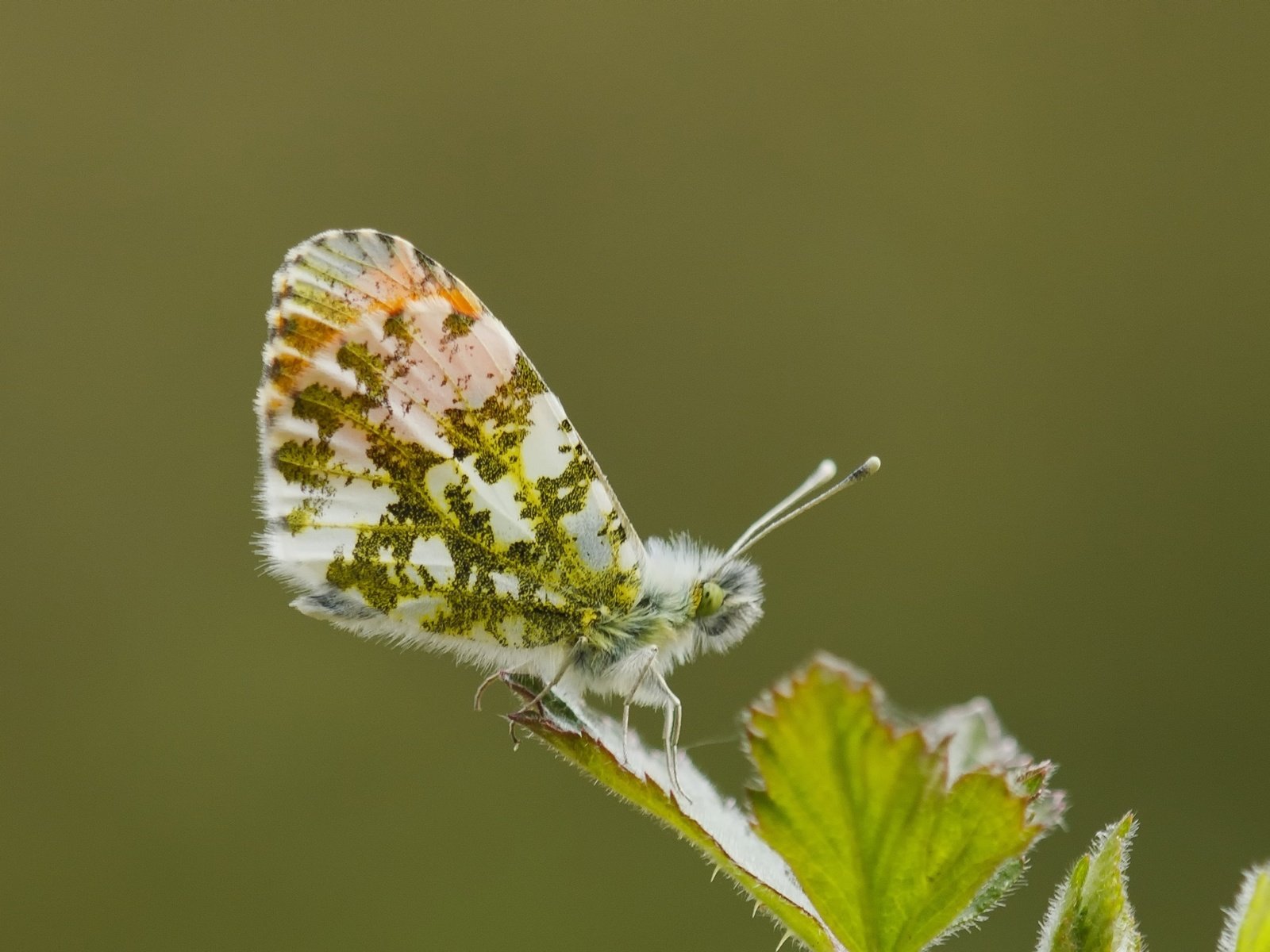 Обои макро, насекомое, бабочка, крылья, лист, macro, insect, butterfly, wings, sheet разрешение 2264x1509 Загрузить