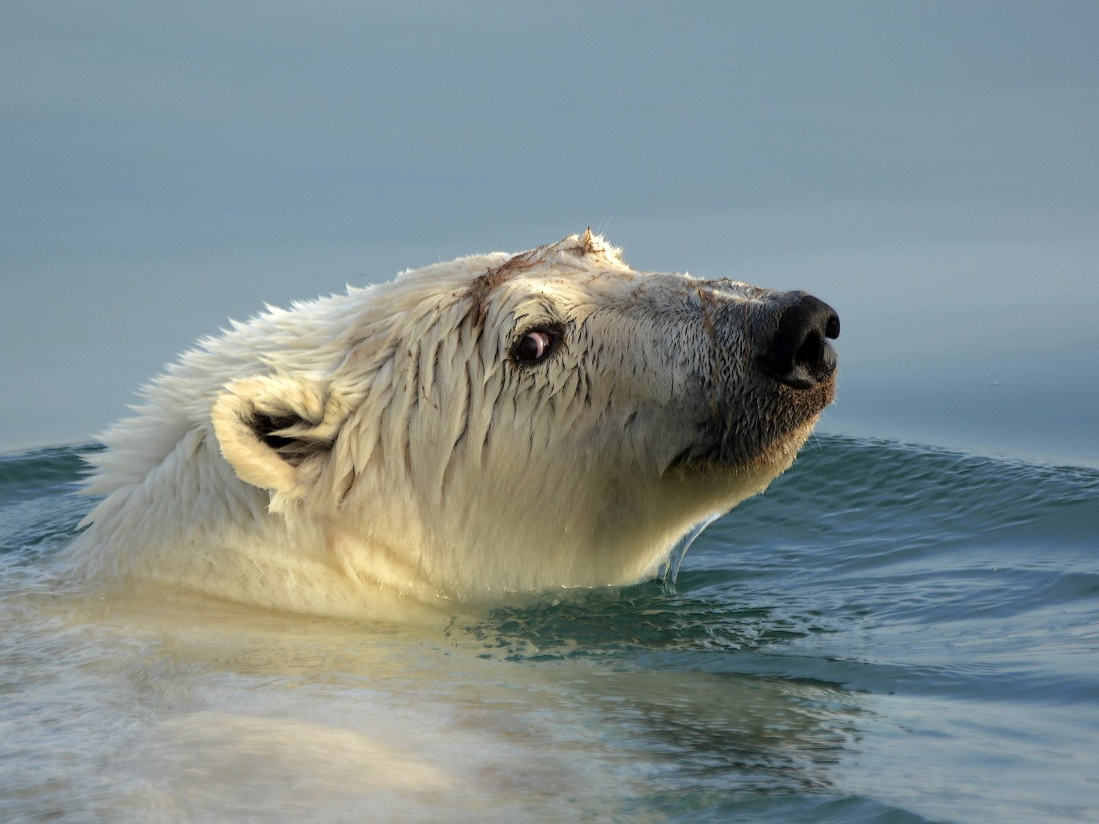 Обои вода, медведь, голова, белый медведь, water, bear, head, polar bear разрешение 1920x1200 Загрузить