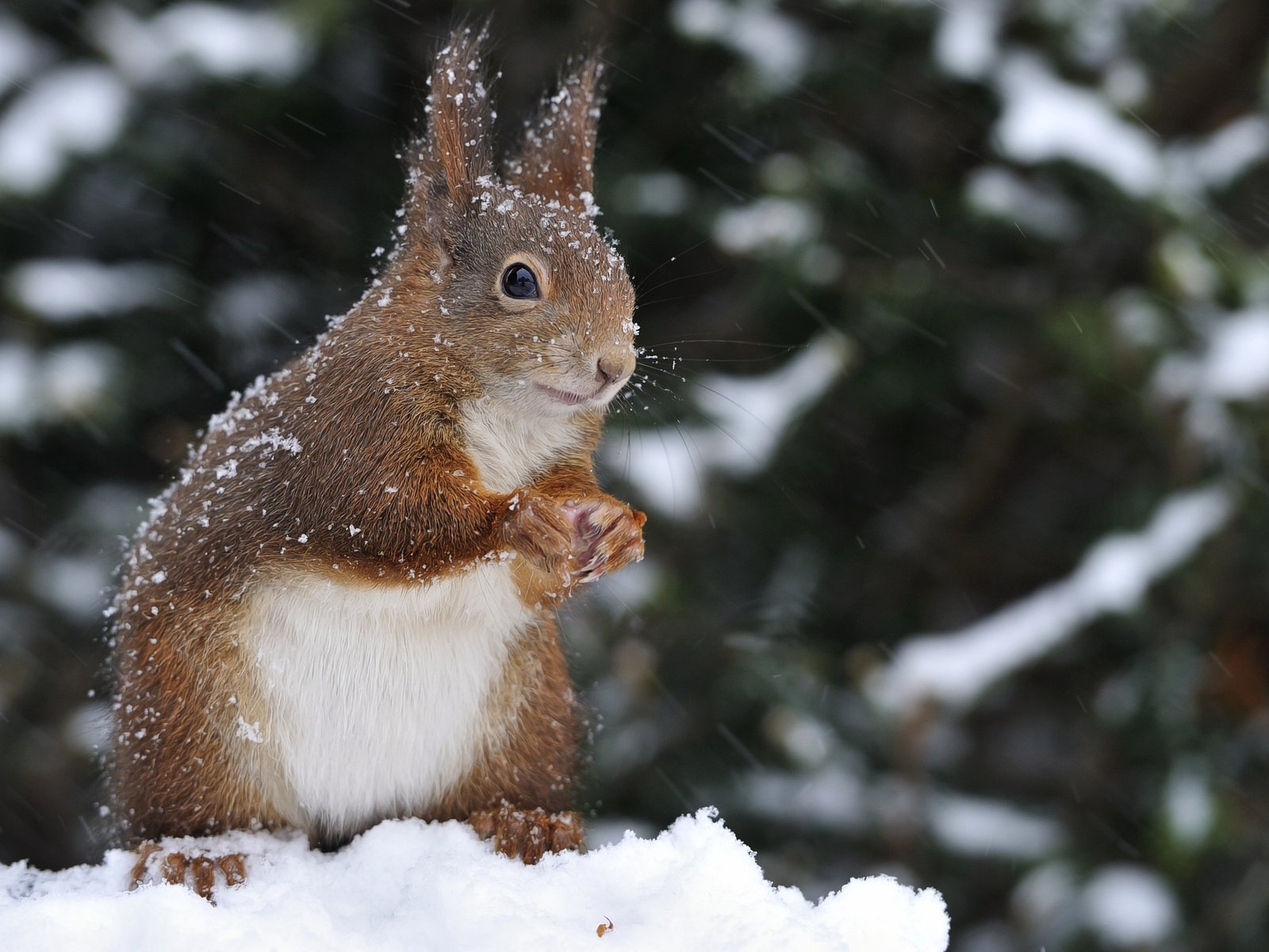 Обои снег, природа, зима, животное, белка, зверек, белочка, грызун, snow, nature, winter, animal, protein, squirrel, rodent разрешение 3600x2396 Загрузить