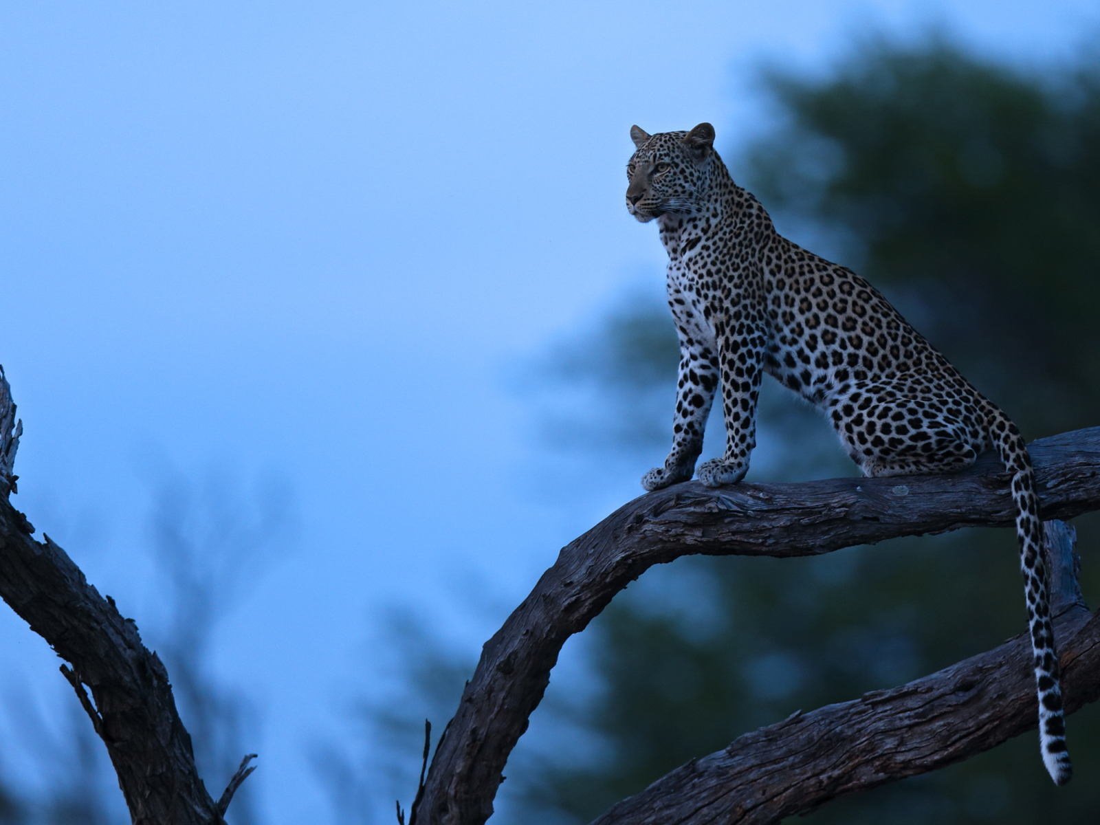 Обои ночь, дерево, леопард, хищник, night, tree, leopard, predator разрешение 1920x1200 Загрузить