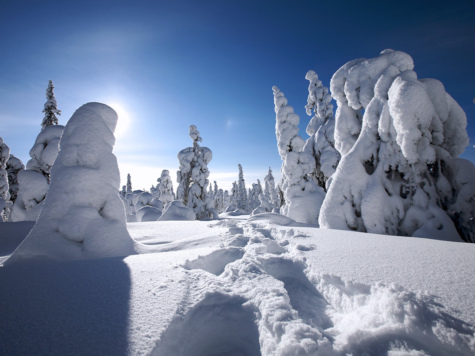 Обои деревья, снег, зима, финляндия, trees, snow, winter, finland разрешение 1920x1200 Загрузить