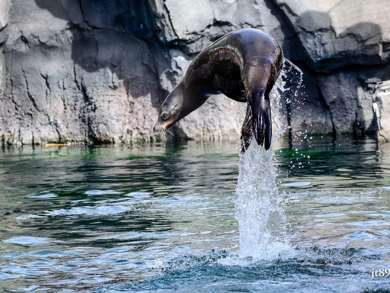 Обои вода, брызги, прыжок, тюлень, морской лев, калифорнийский, water, squirt, jump, seal, sea lion, california разрешение 2048x1360 Загрузить