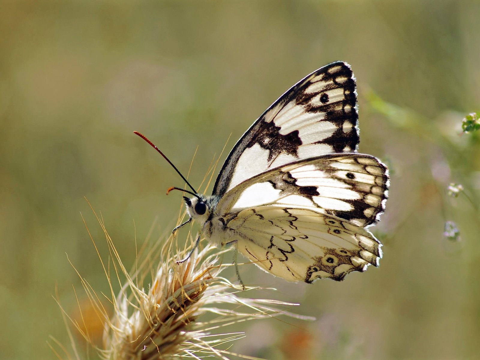 Обои макро, насекомое, поле, бабочка, крылья, растение, ziva & amir, macro, insect, field, butterfly, wings, plant разрешение 2030x1281 Загрузить