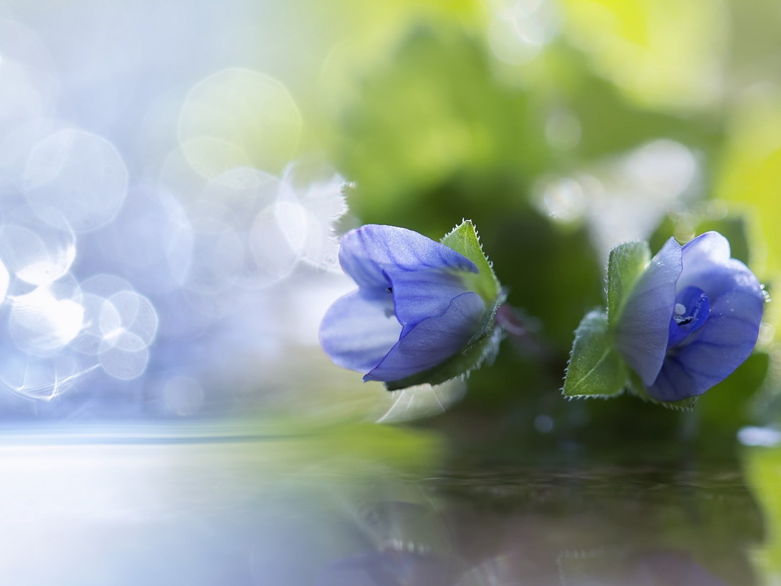 Обои цветы, макро, лепестки, синие, боке, flowers, macro, petals, blue, bokeh разрешение 2560x1440 Загрузить