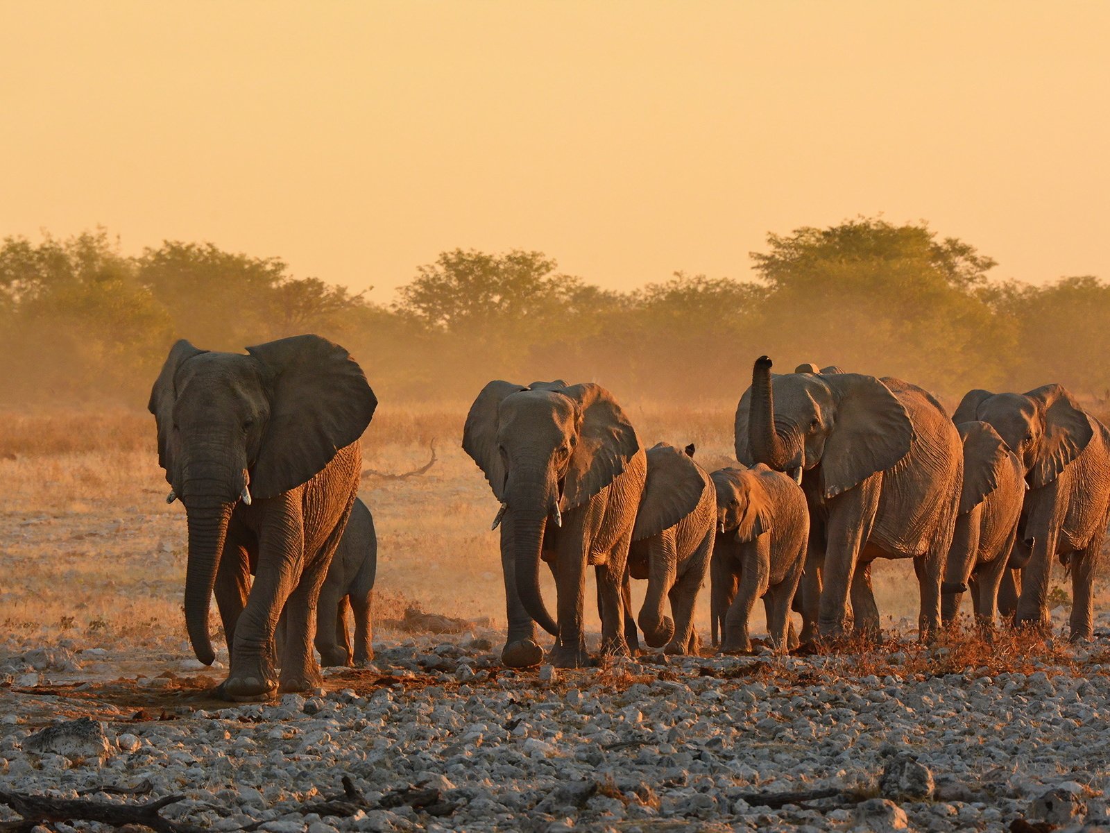 Обои природа, африка, уши, слоны, хобот, бивни, nature, africa, ears, elephants, trunk, tusks разрешение 2048x1365 Загрузить