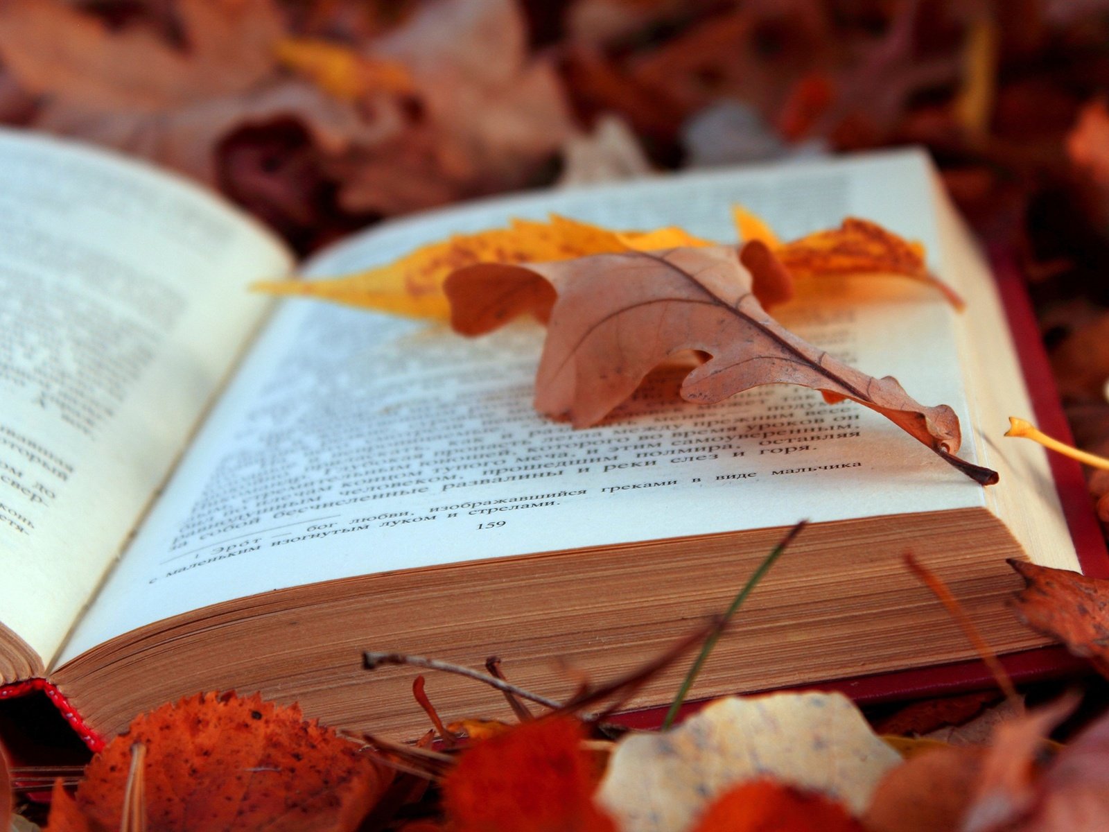 Обои листья, осень, текст, книга, страницы, leaves, autumn, text, book, page разрешение 4608x3072 Загрузить