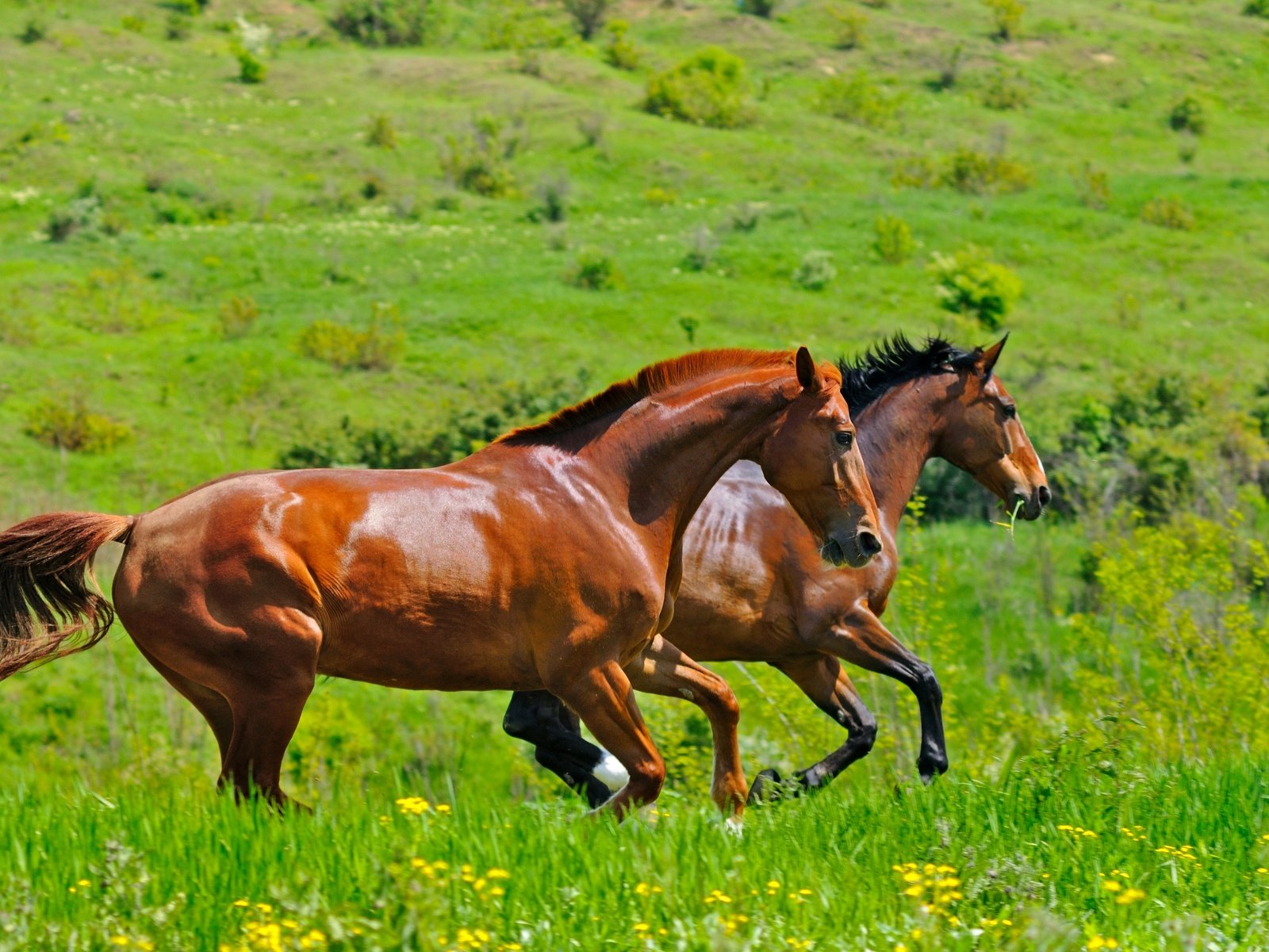 Обои трава, поле, пара, лошади, кони, два, двое, коричневые, скачут, jump, grass, field, pair, horse, horses, two, brown разрешение 2880x1913 Загрузить