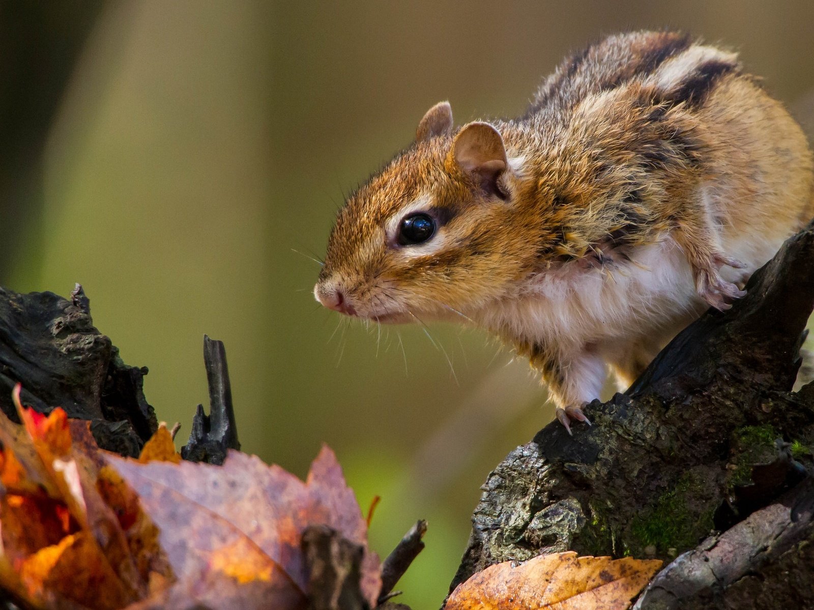 Обои листья, коряга, бурундук, грызун, leaves, snag, chipmunk, rodent разрешение 2048x1293 Загрузить