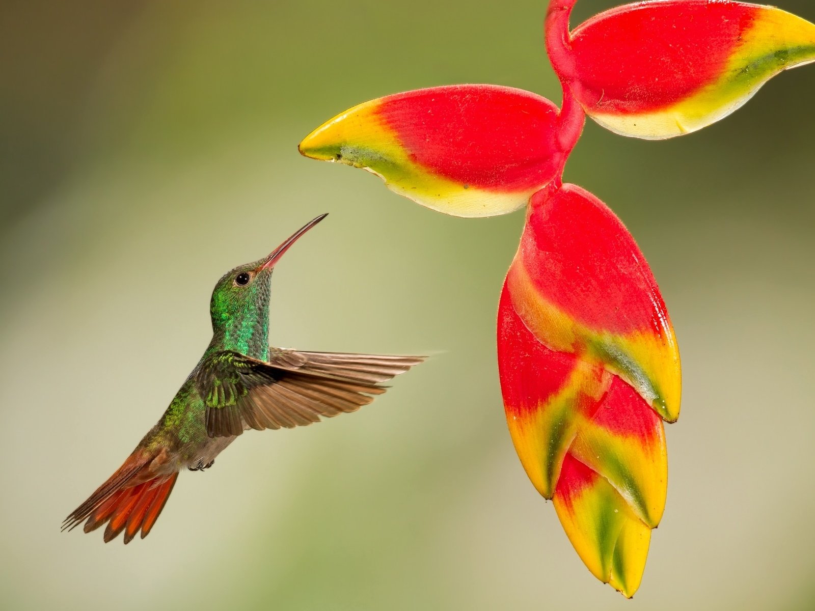 Обои полет, цветок, птица, тропики, колибри, кроха, flight, flower, bird, tropics, hummingbird, baby разрешение 2048x1298 Загрузить