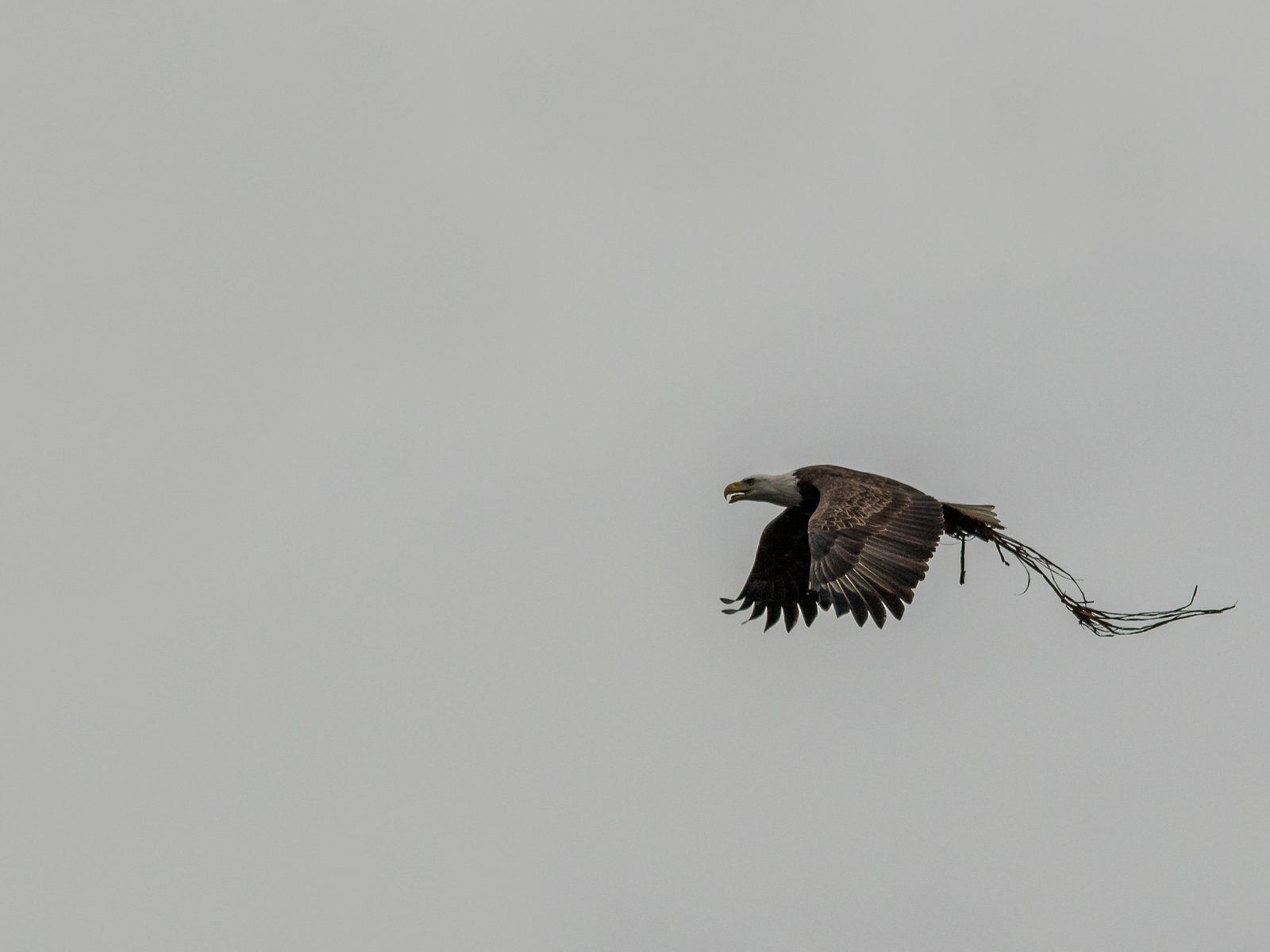 Обои небо, полет, крылья, птица, белоголовый орлан, the sky, flight, wings, bird, bald eagle разрешение 2048x1243 Загрузить