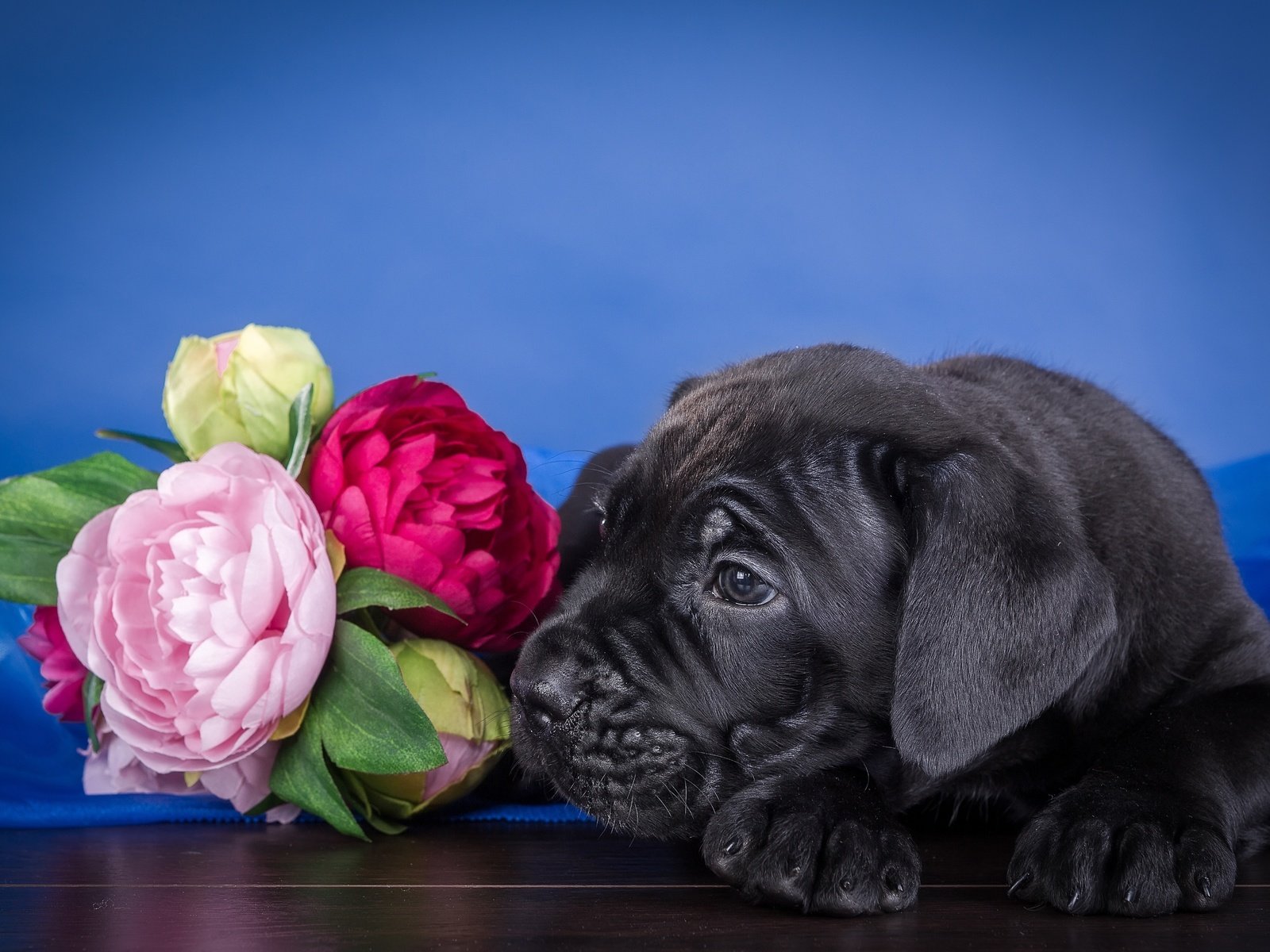 Обои цветы, щенок, кане-корсо, flowers, puppy, cane corso разрешение 3000x1984 Загрузить