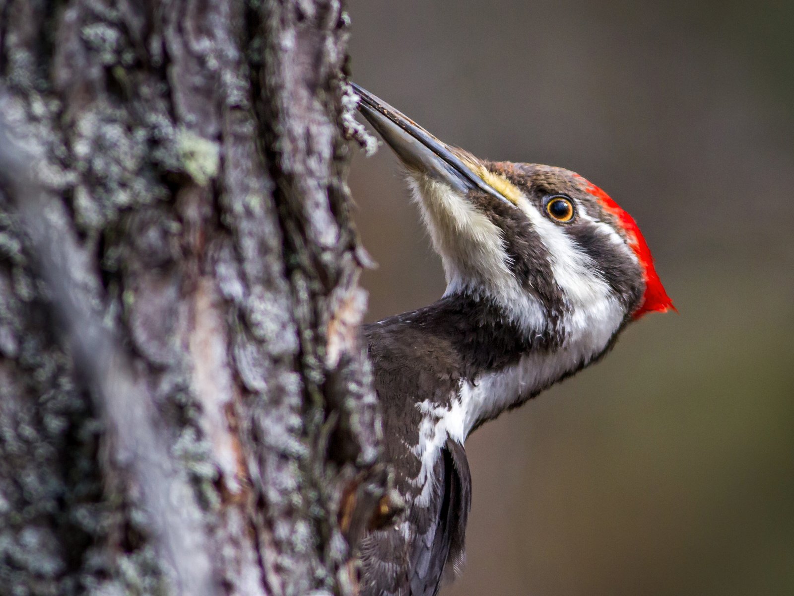 Обои дерево, птица, клюв, хохлатая желна, tree, bird, beak, crested zhelna разрешение 2560x1623 Загрузить