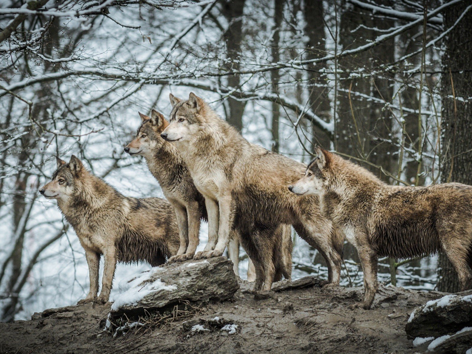 Обои природа, животные, хищник, волки, волк, nature, animals, predator, wolves, wolf разрешение 1920x1200 Загрузить