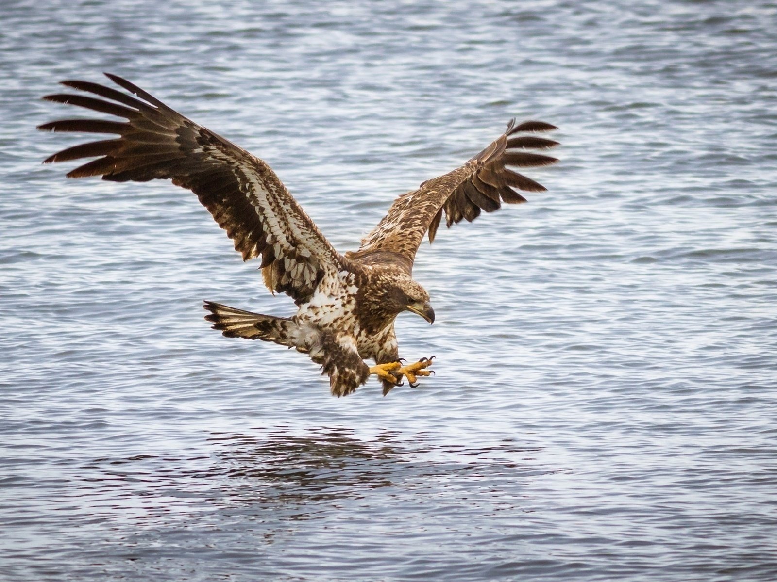 Обои полет, орел, хищник, птица, flight, eagle, predator, bird разрешение 1920x1200 Загрузить