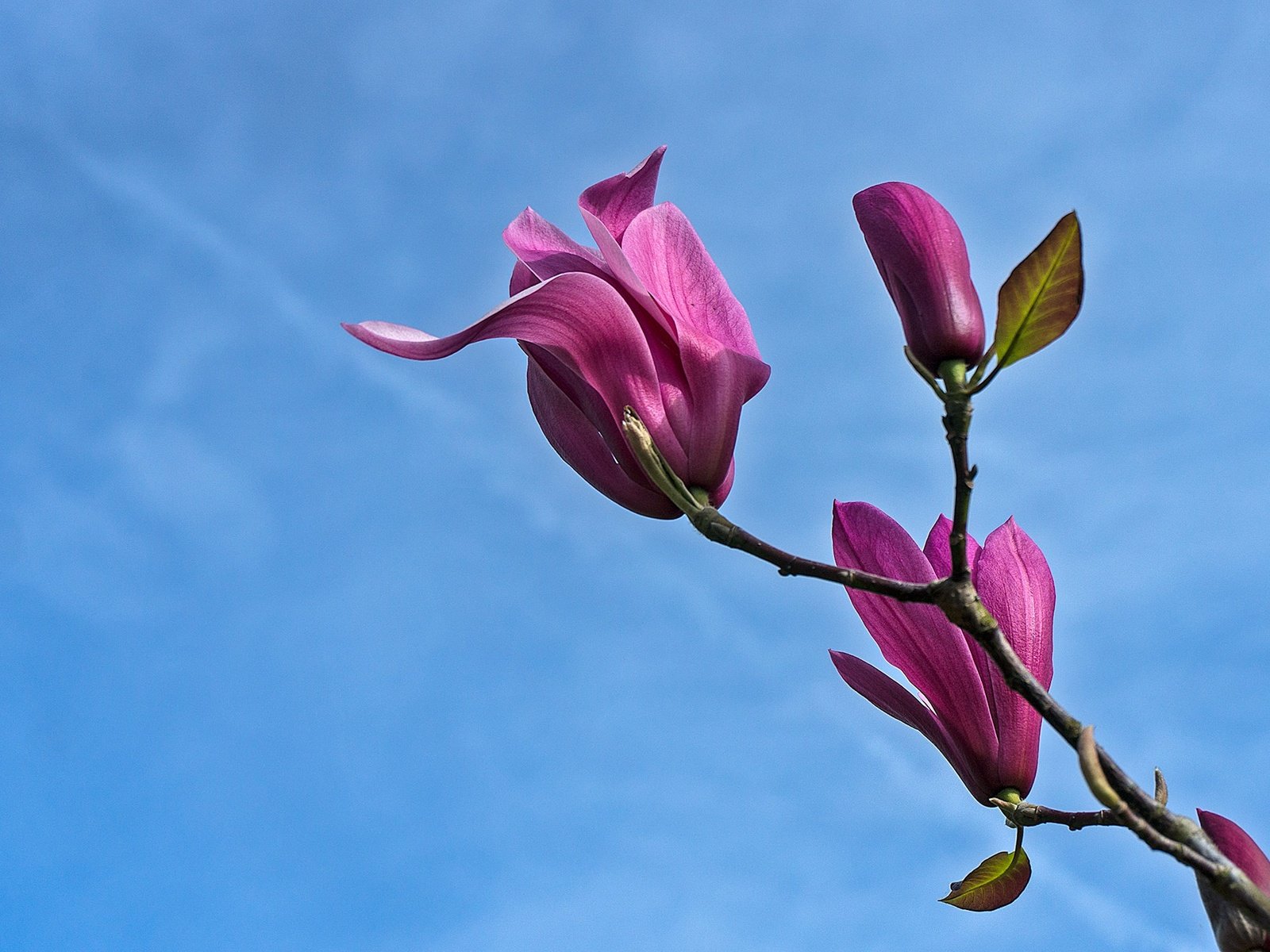 Обои небо, цветы, ветка, весна, магнолия, the sky, flowers, branch, spring, magnolia разрешение 1943x1380 Загрузить