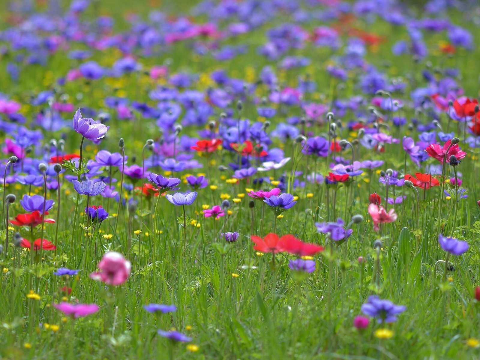 Обои цветы, трава, поле, лето, полевые цветы, анемоны, flowers, grass, field, summer, wildflowers, anemones разрешение 2048x1208 Загрузить