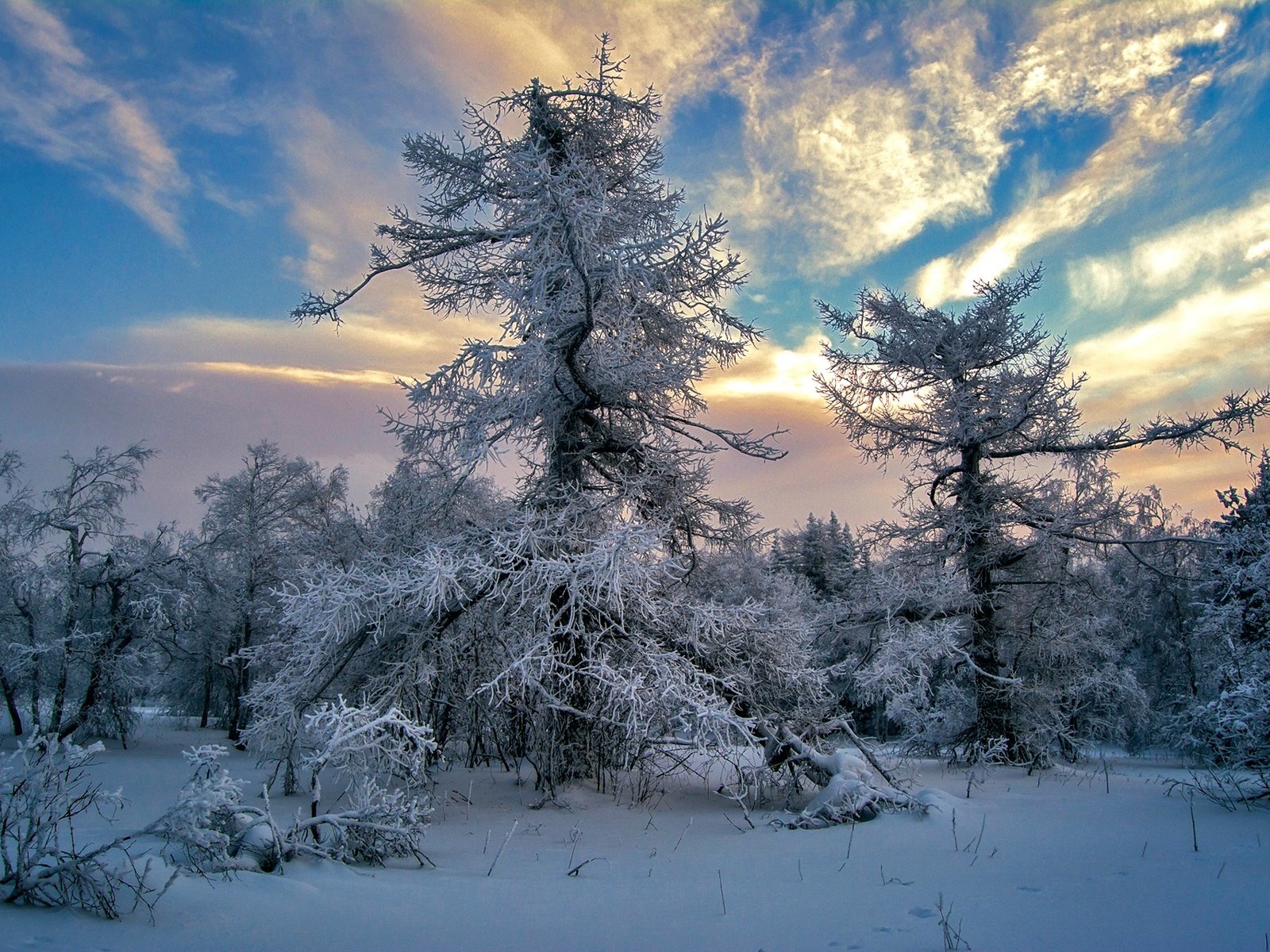 Обои небо, облака, деревья, снег, зима, the sky, clouds, trees, snow, winter разрешение 1920x1280 Загрузить