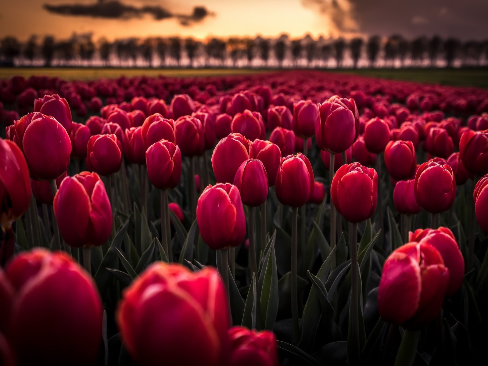 Обои цветы, бутоны, закат, тюльпаны, flowers, buds, sunset, tulips разрешение 2048x1332 Загрузить