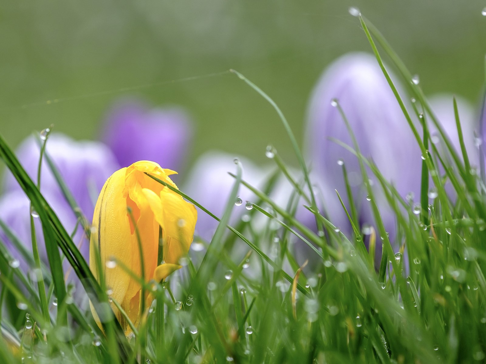 Обои цветы, трава, капли, весна, крокусы, wouter de bruijn, flowers, grass, drops, spring, crocuses разрешение 3840x2400 Загрузить