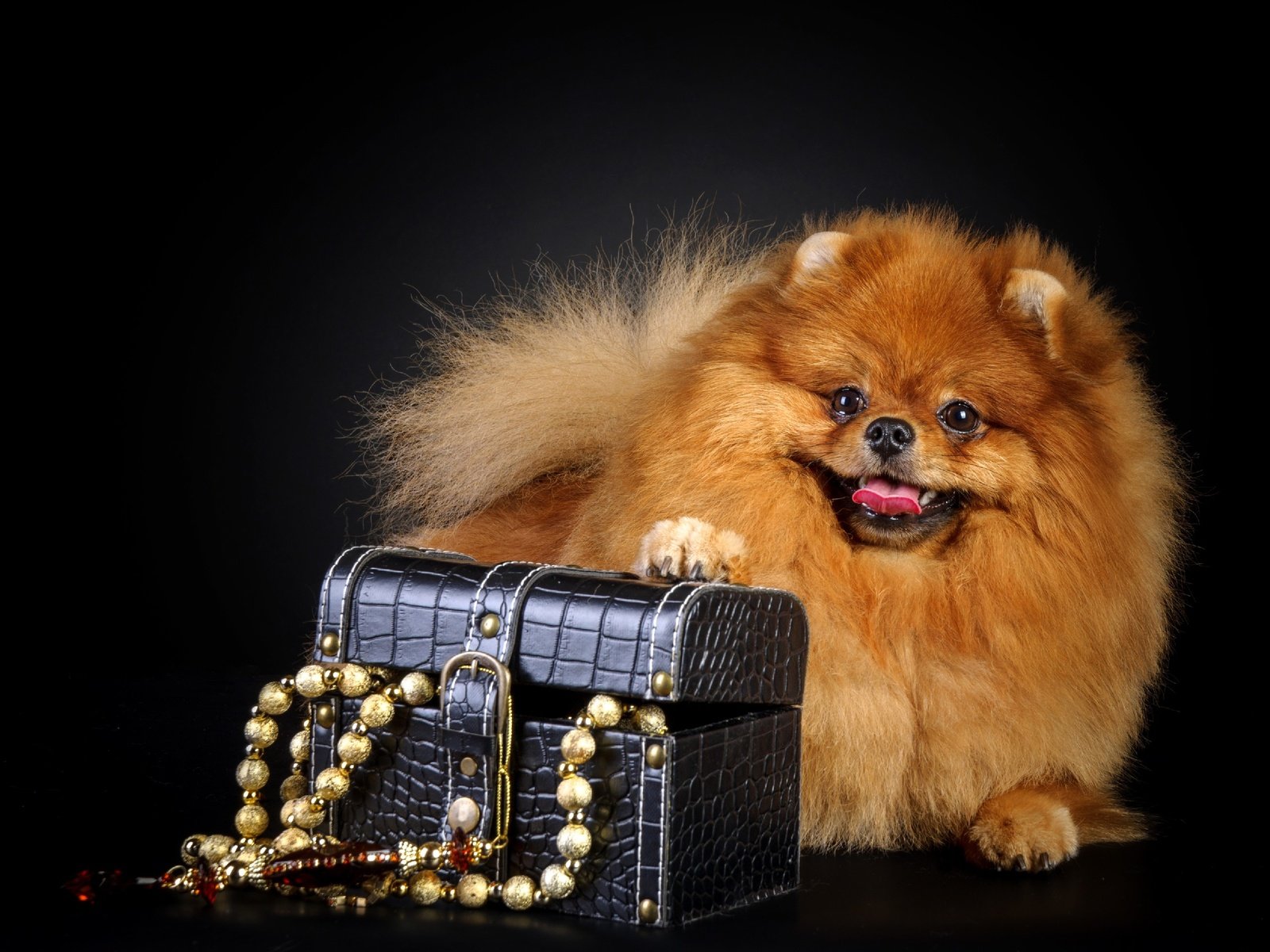 Обои украшения, собака, черный фон, бусы, шкатулка, шпиц, decoration, dog, black background, beads, box, spitz разрешение 2688x1920 Загрузить