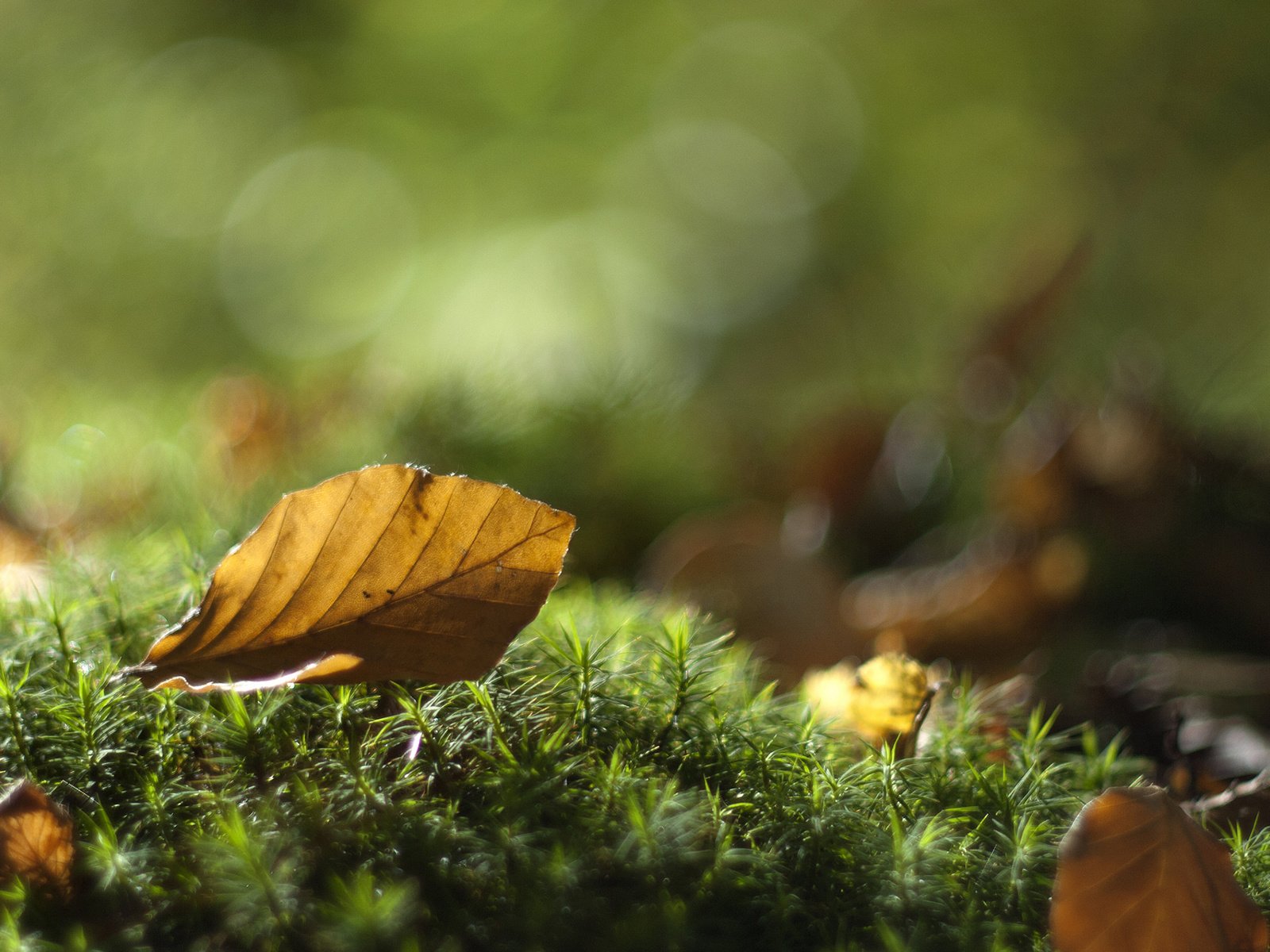 Обои листья, макро, осень, лист, мох, leaves, macro, autumn, sheet, moss разрешение 1920x1200 Загрузить