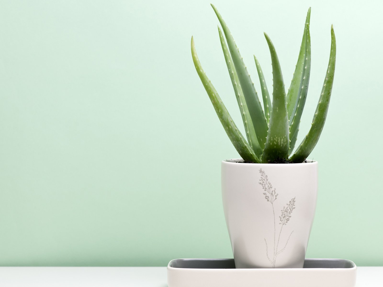 Обои растение, горшок, алоэ, soyhan erim, алоэ вера, plant, pot, aloe, aloe vera разрешение 2560x1600 Загрузить