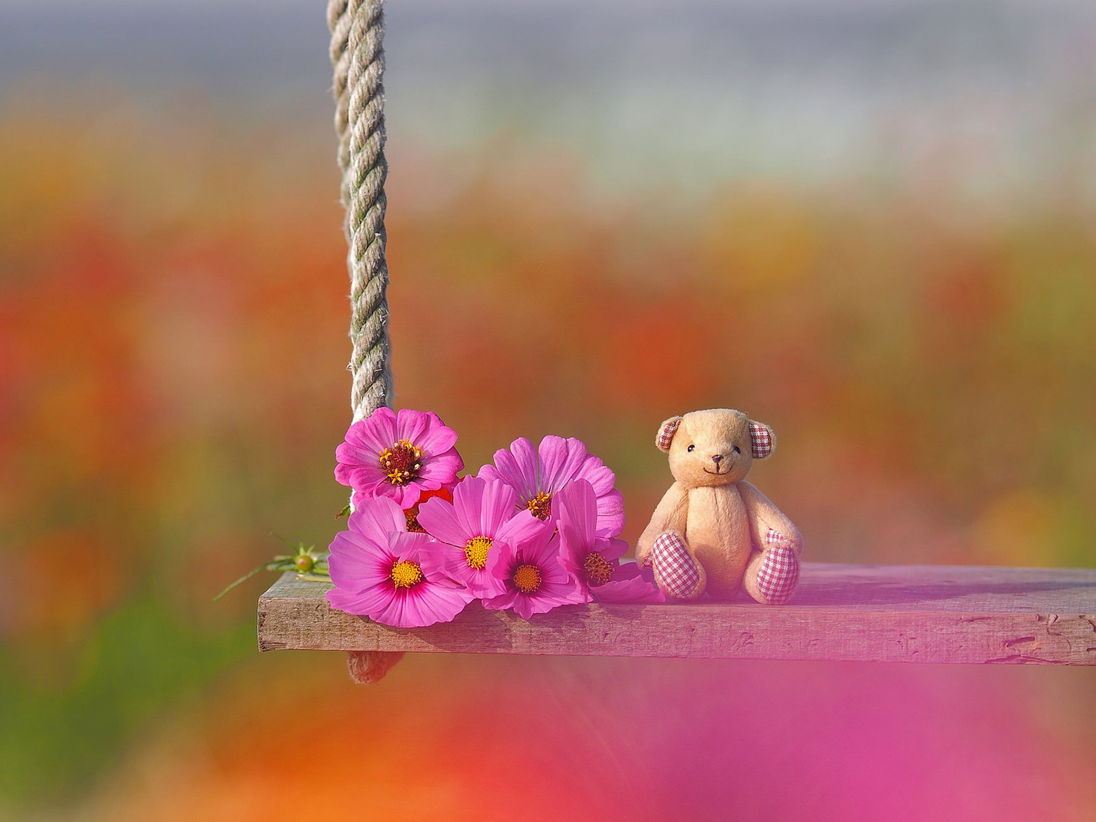 Обои цветы, настроение, игрушка, качели, медвежонок, боке, космея, плюшевый мишка, flowers, mood, toy, swing, bear, bokeh, kosmeya, teddy bear разрешение 1920x1200 Загрузить