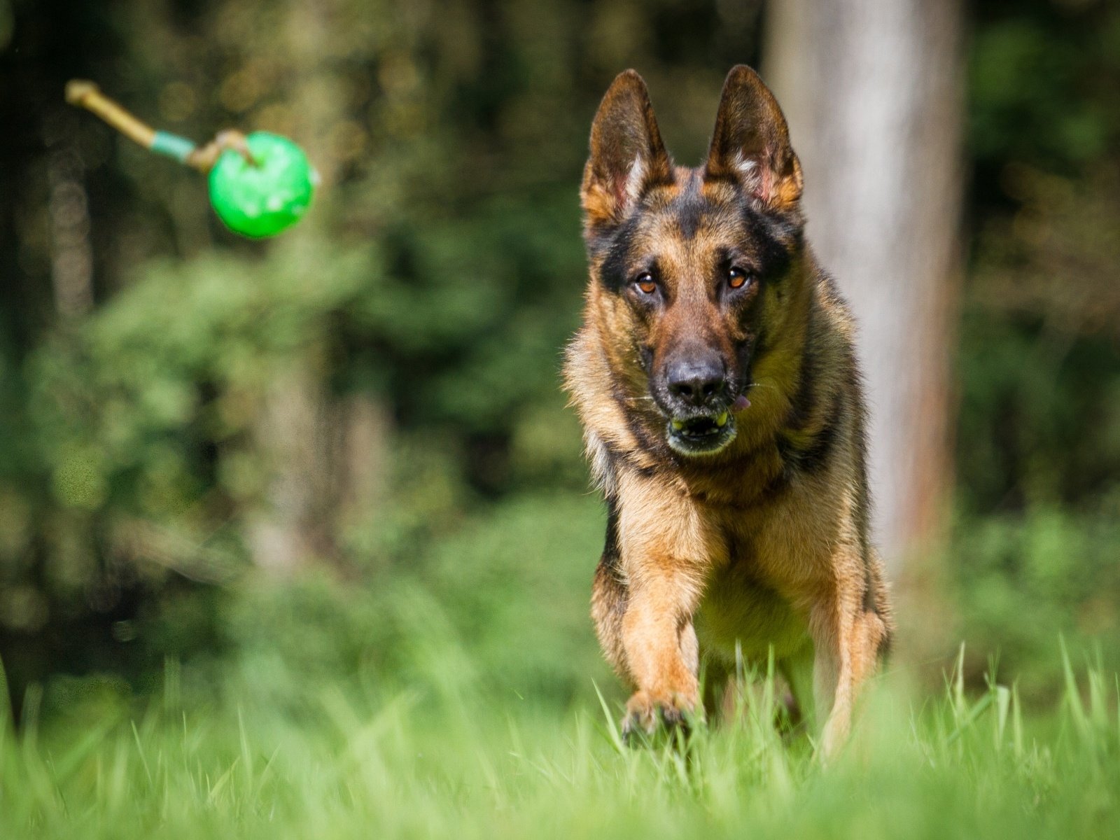 Обои собака, немецкая овчарка, овчарка, dog, german shepherd, shepherd разрешение 1920x1200 Загрузить