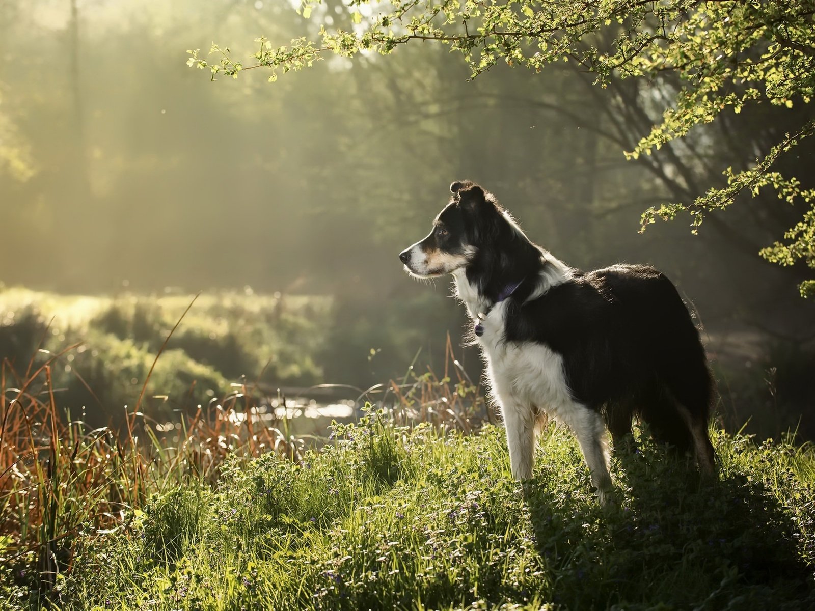 Обои трава, природа, собака, друг, бордер колли, grass, nature, dog, each, border collie разрешение 1920x1282 Загрузить